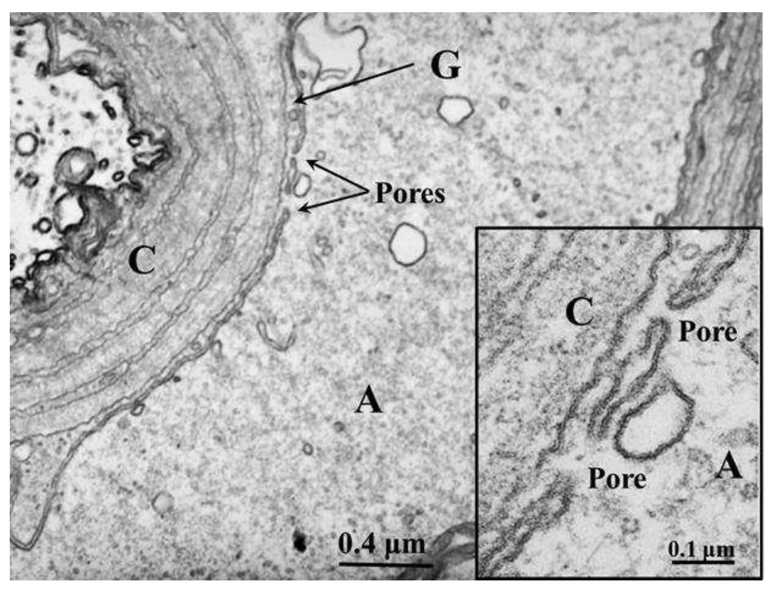 Preprints 82265 g005