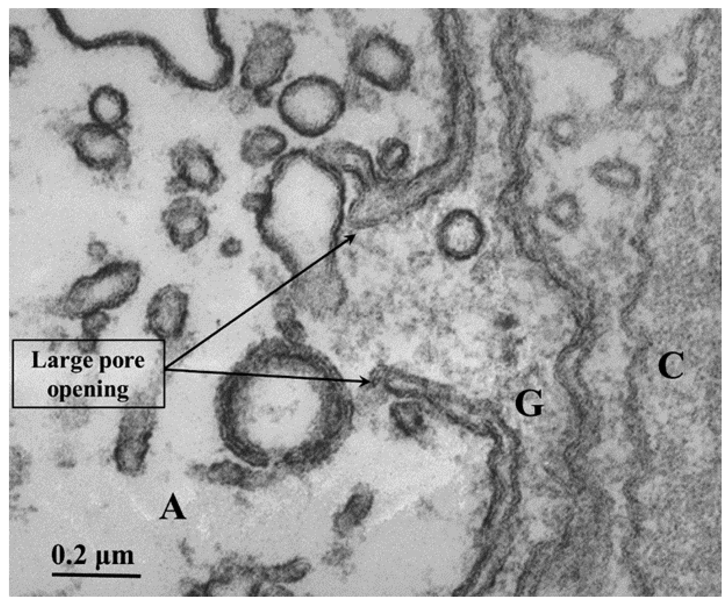 Preprints 82265 g006