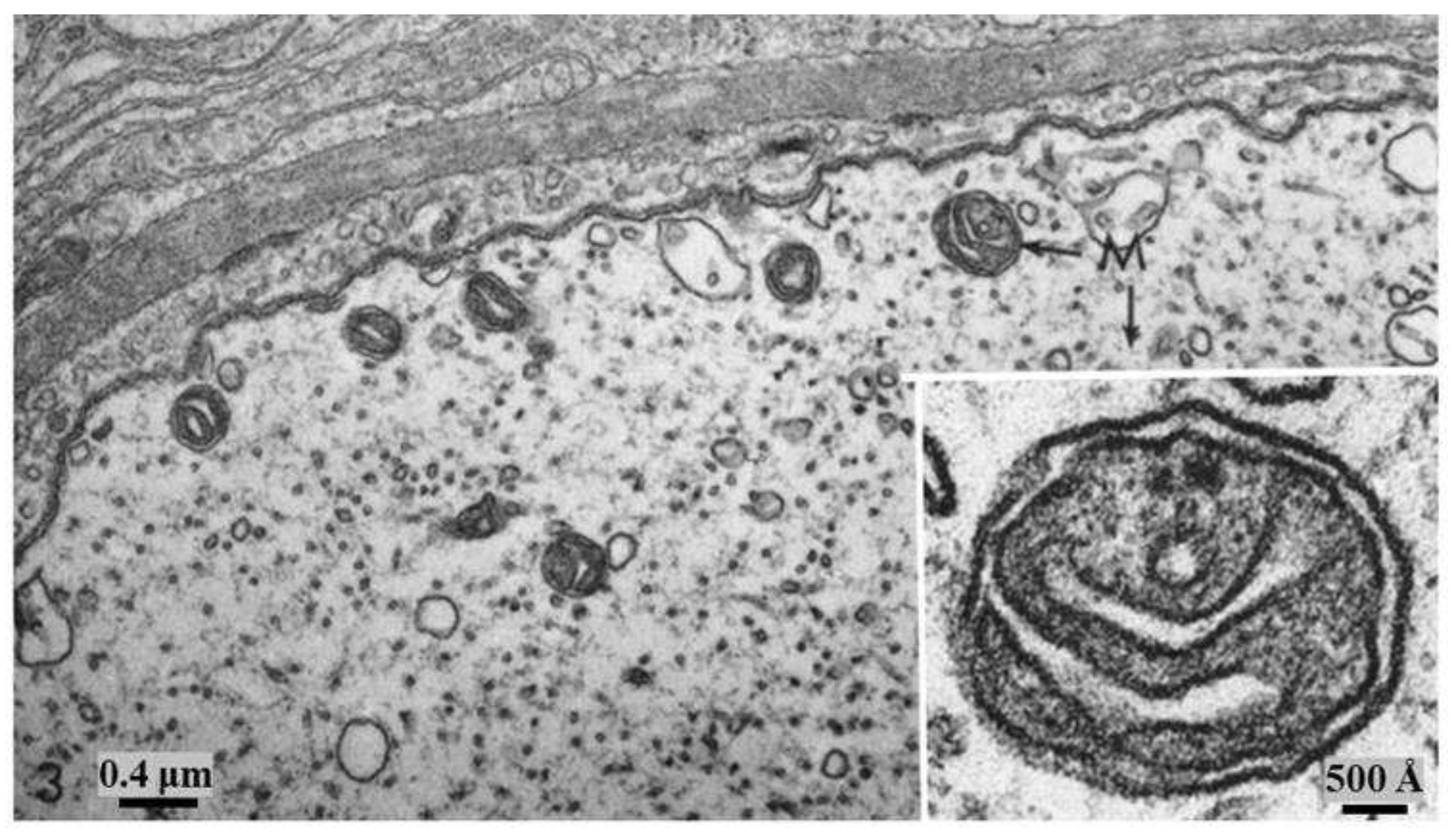 Preprints 82265 g007