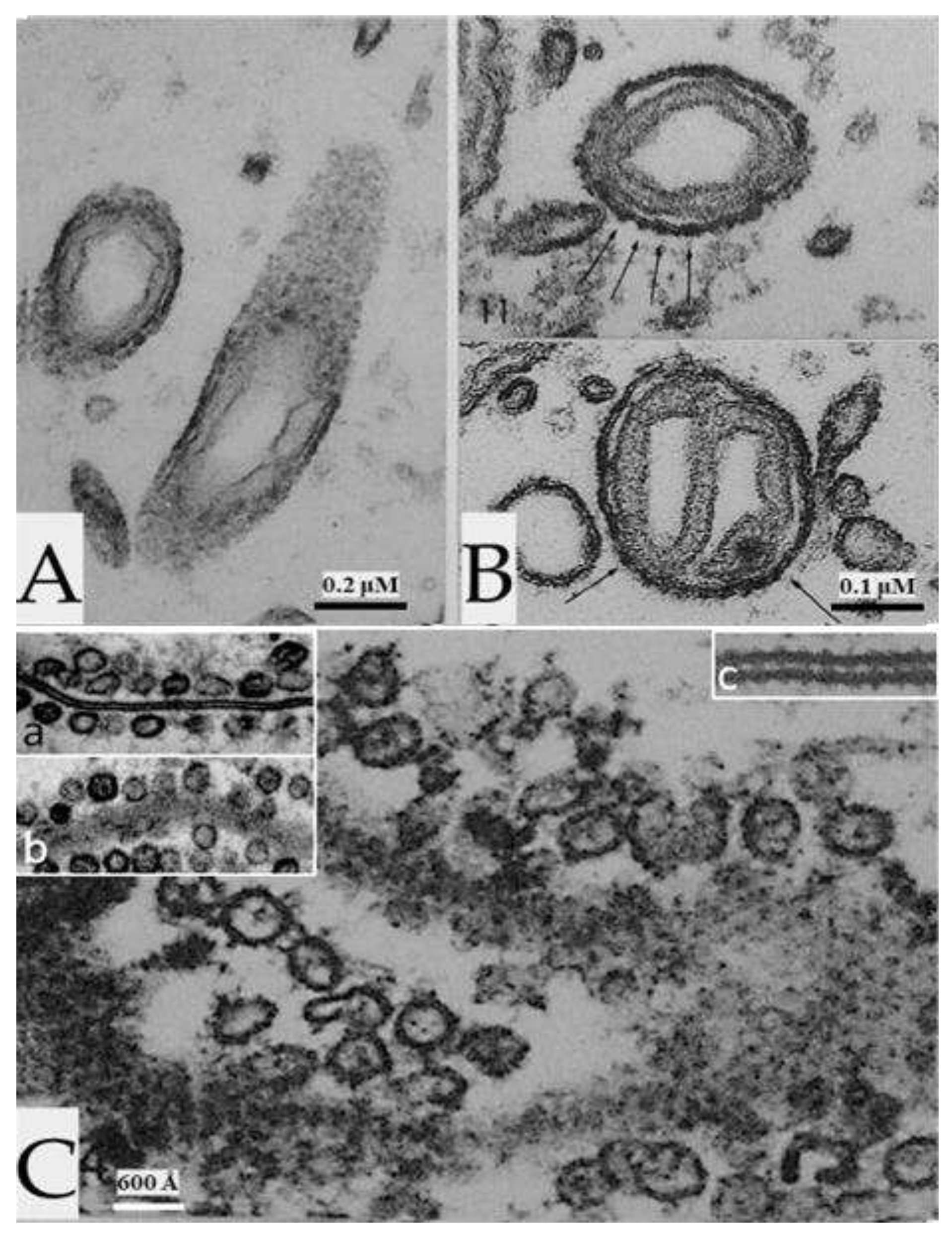 Preprints 82265 g011