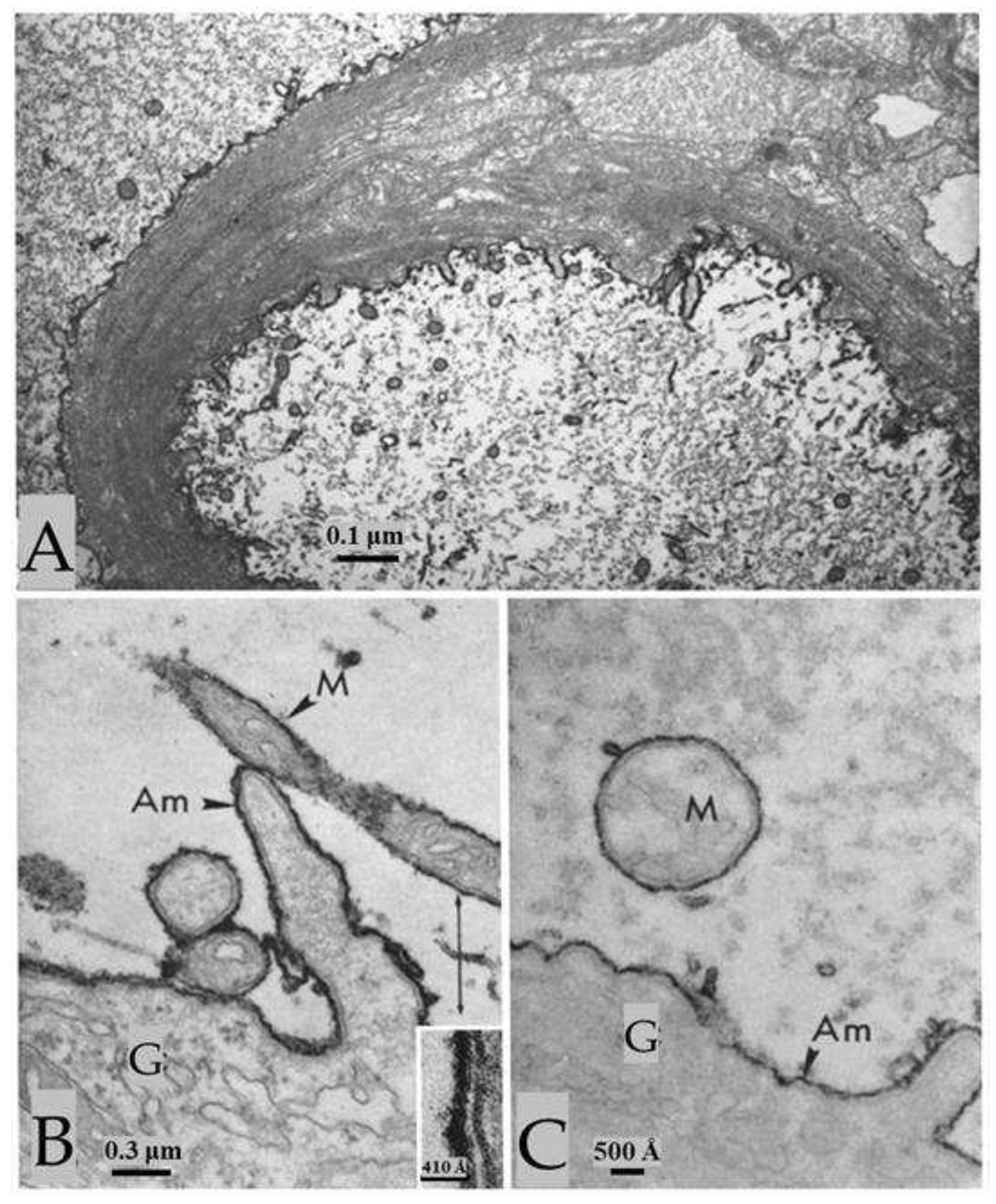 Preprints 82265 g012