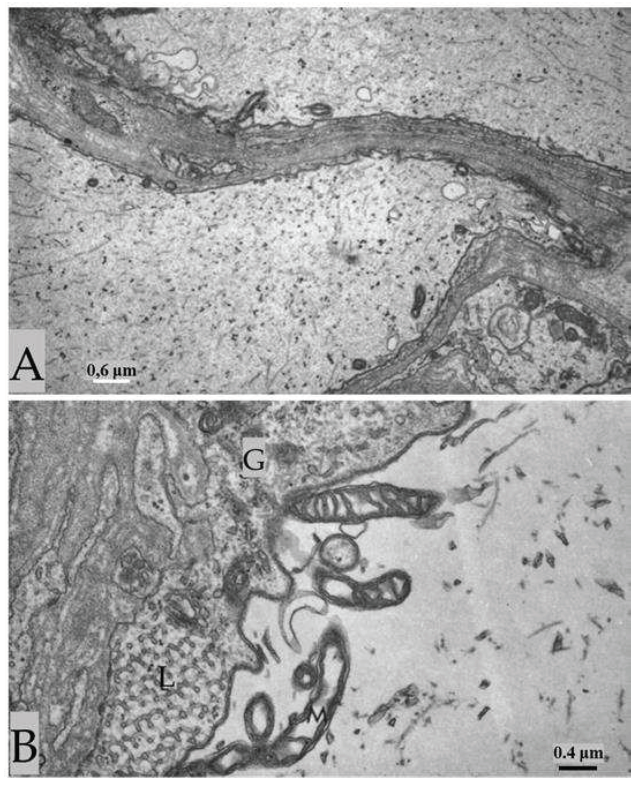 Preprints 82265 g013