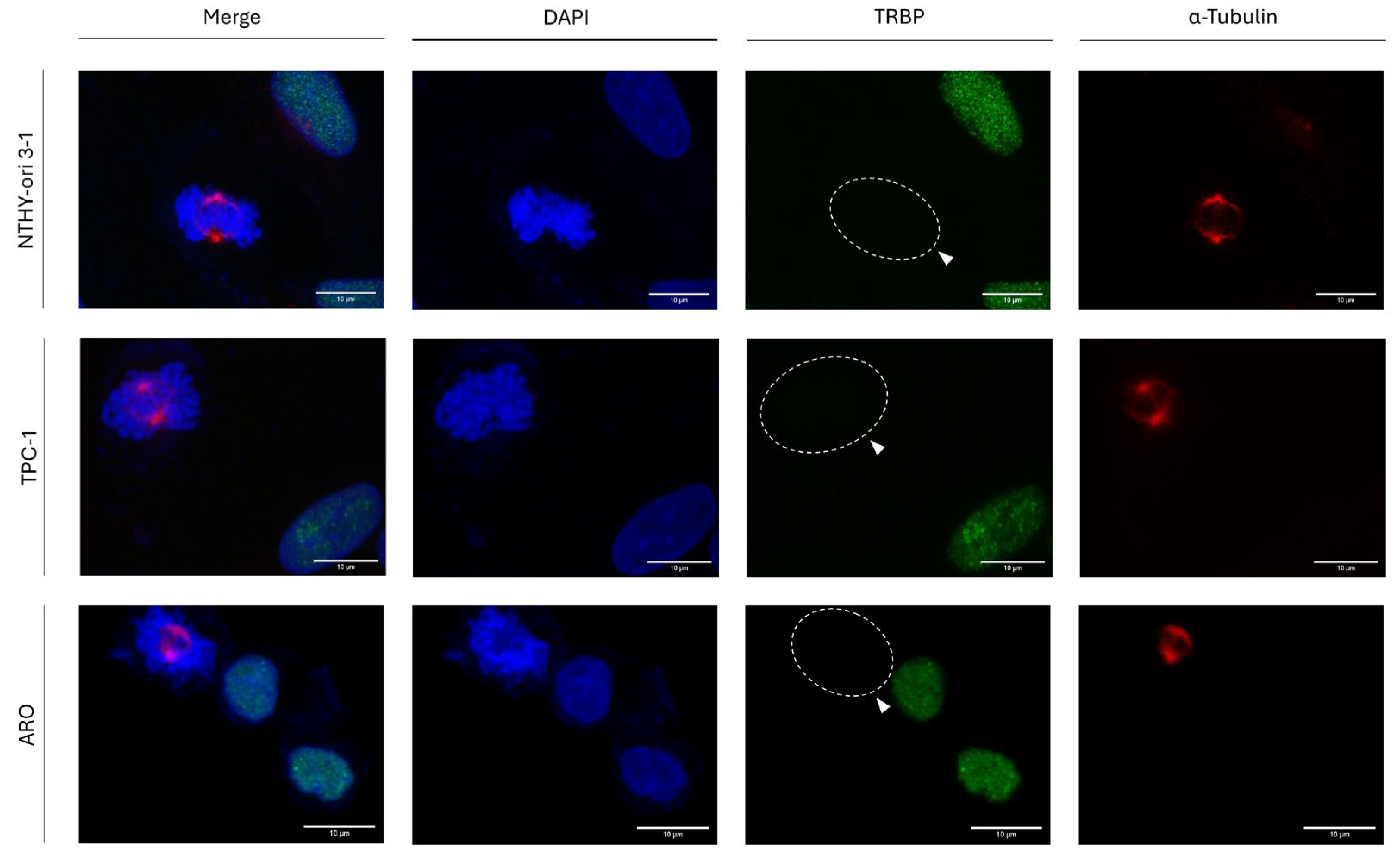 Preprints 120476 g002