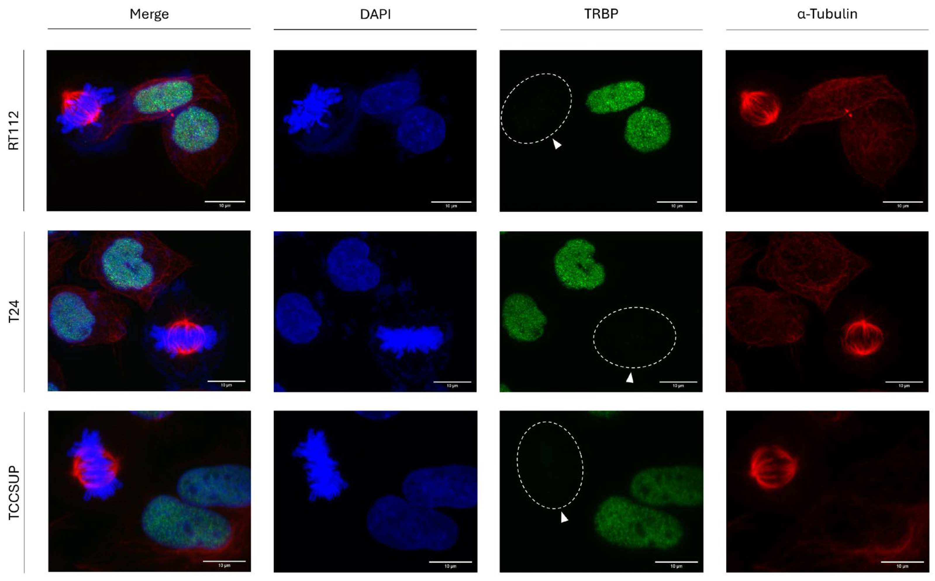 Preprints 120476 g003