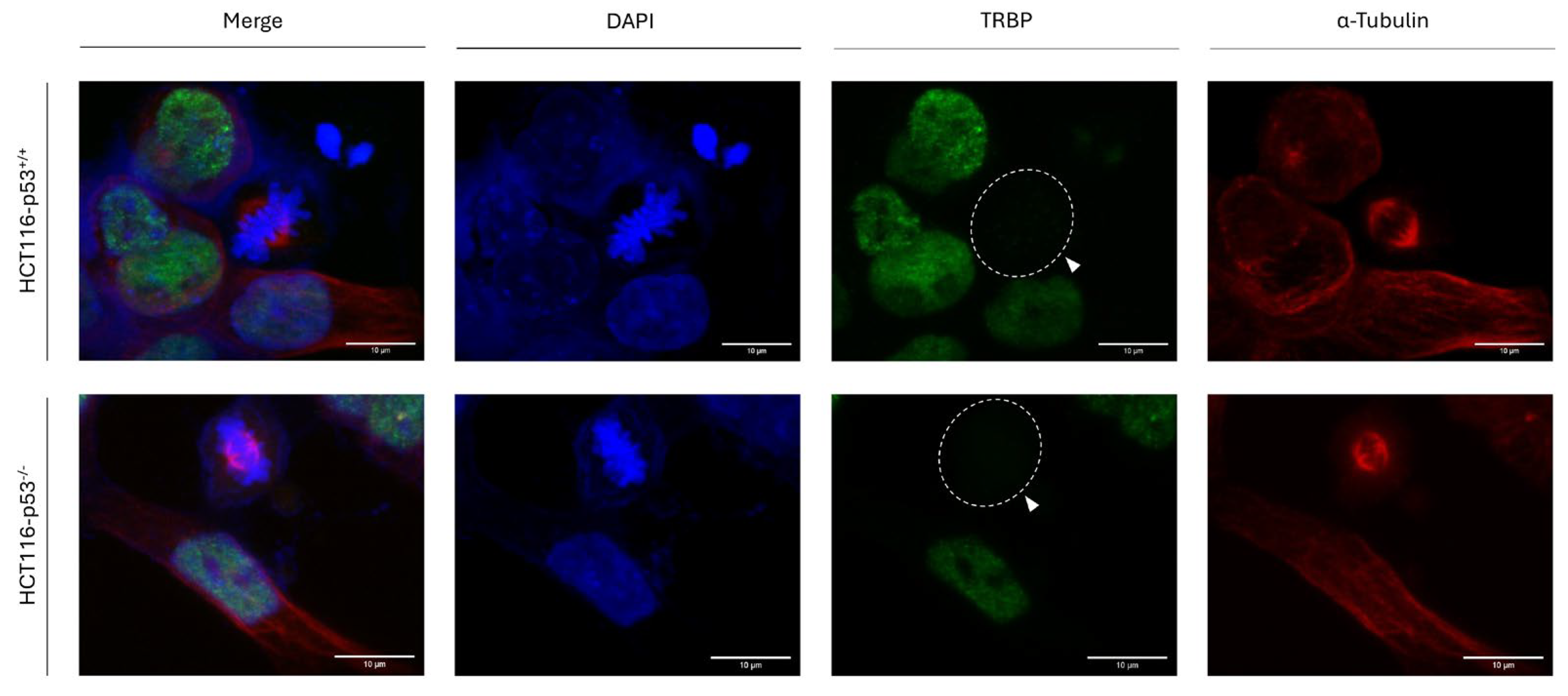 Preprints 120476 g004