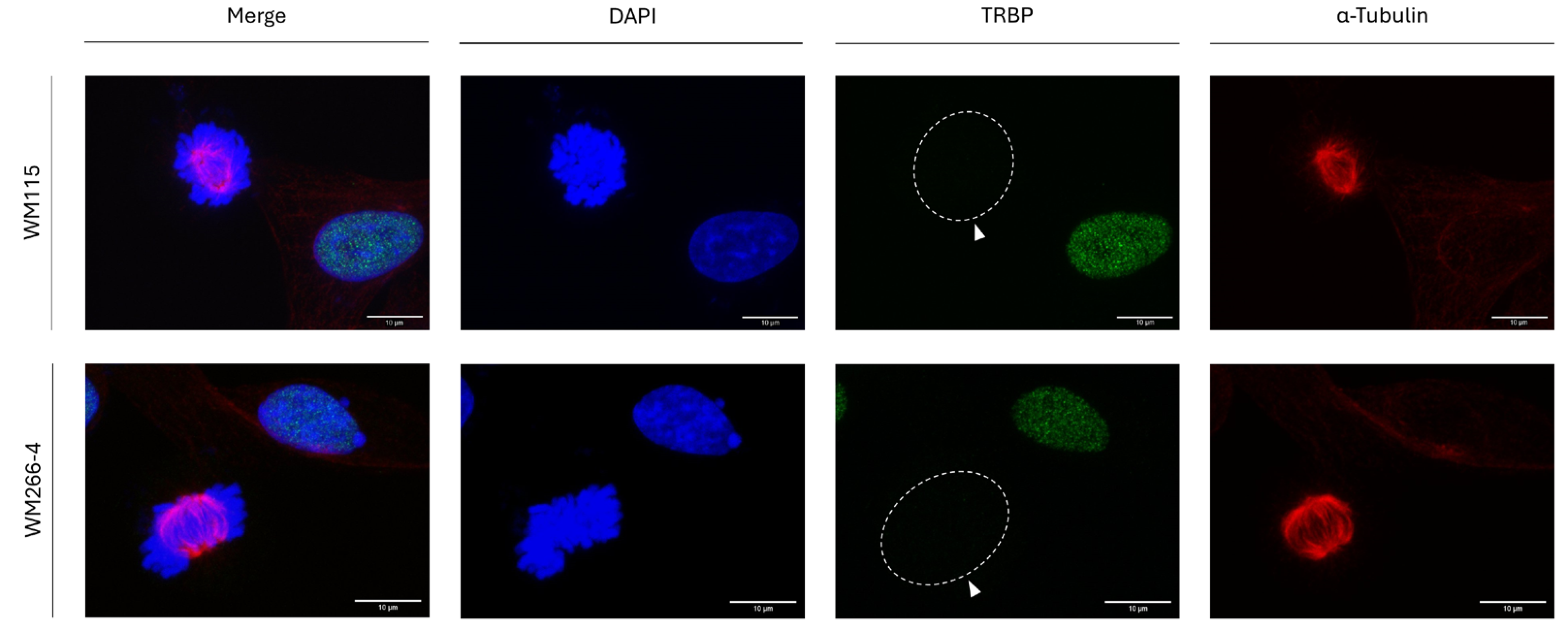 Preprints 120476 g005