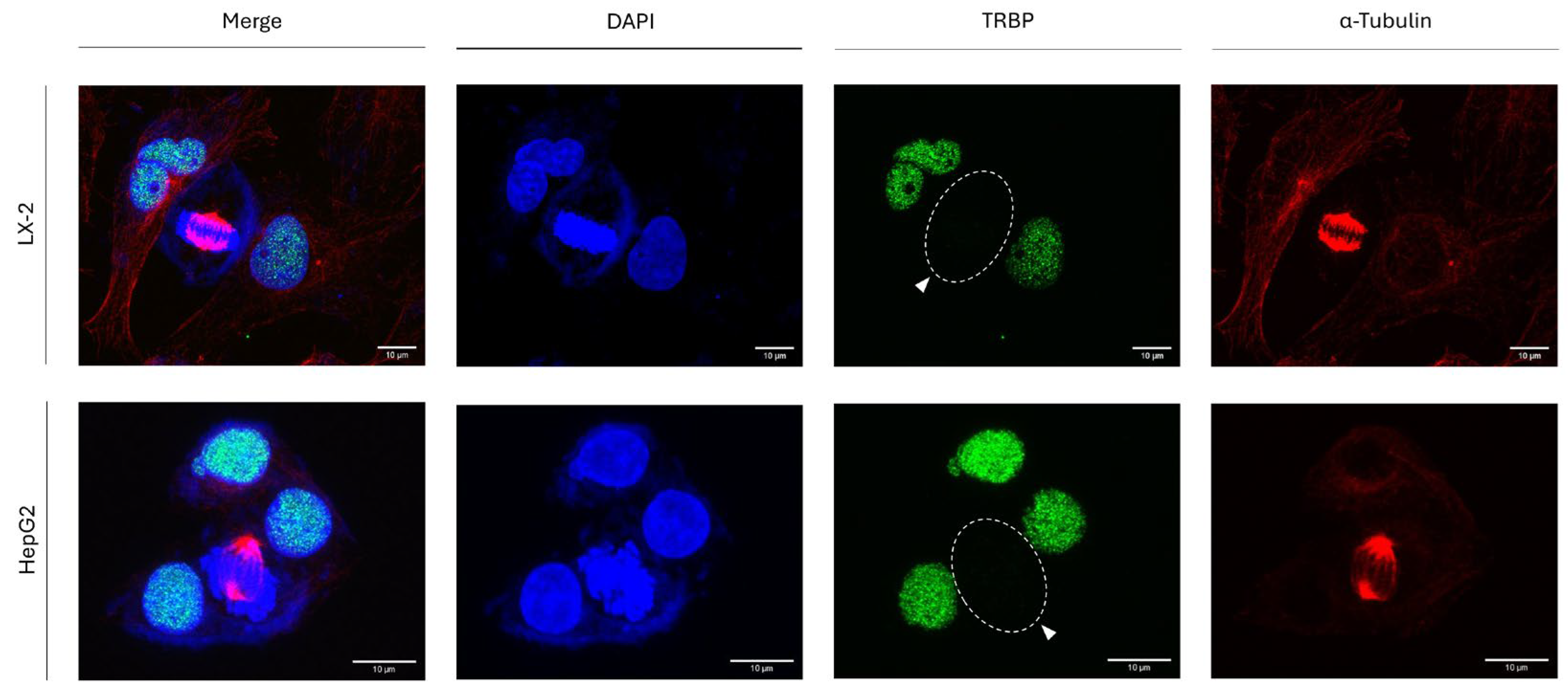 Preprints 120476 g006