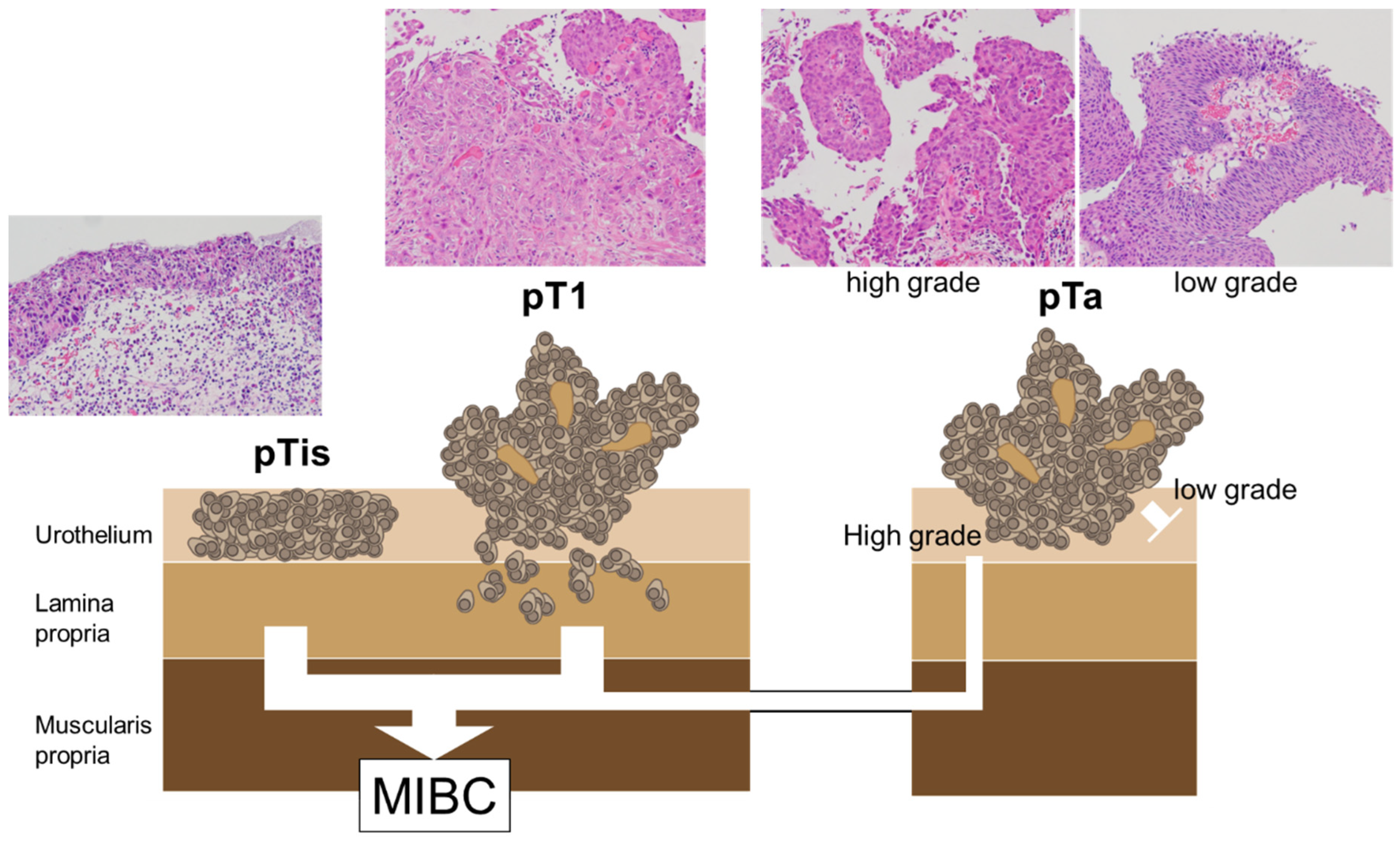 Preprints 104405 g001