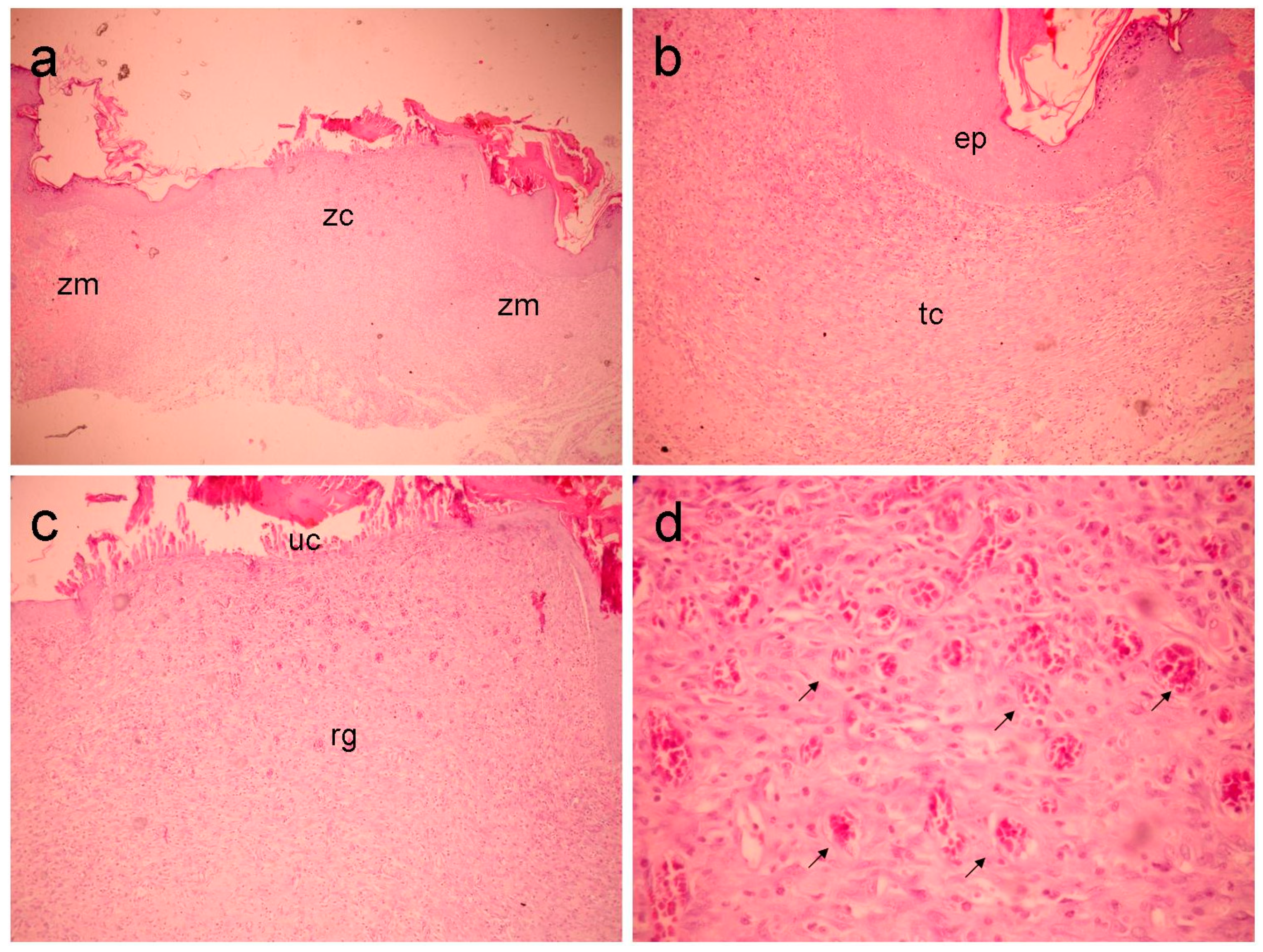 Preprints 138432 g002