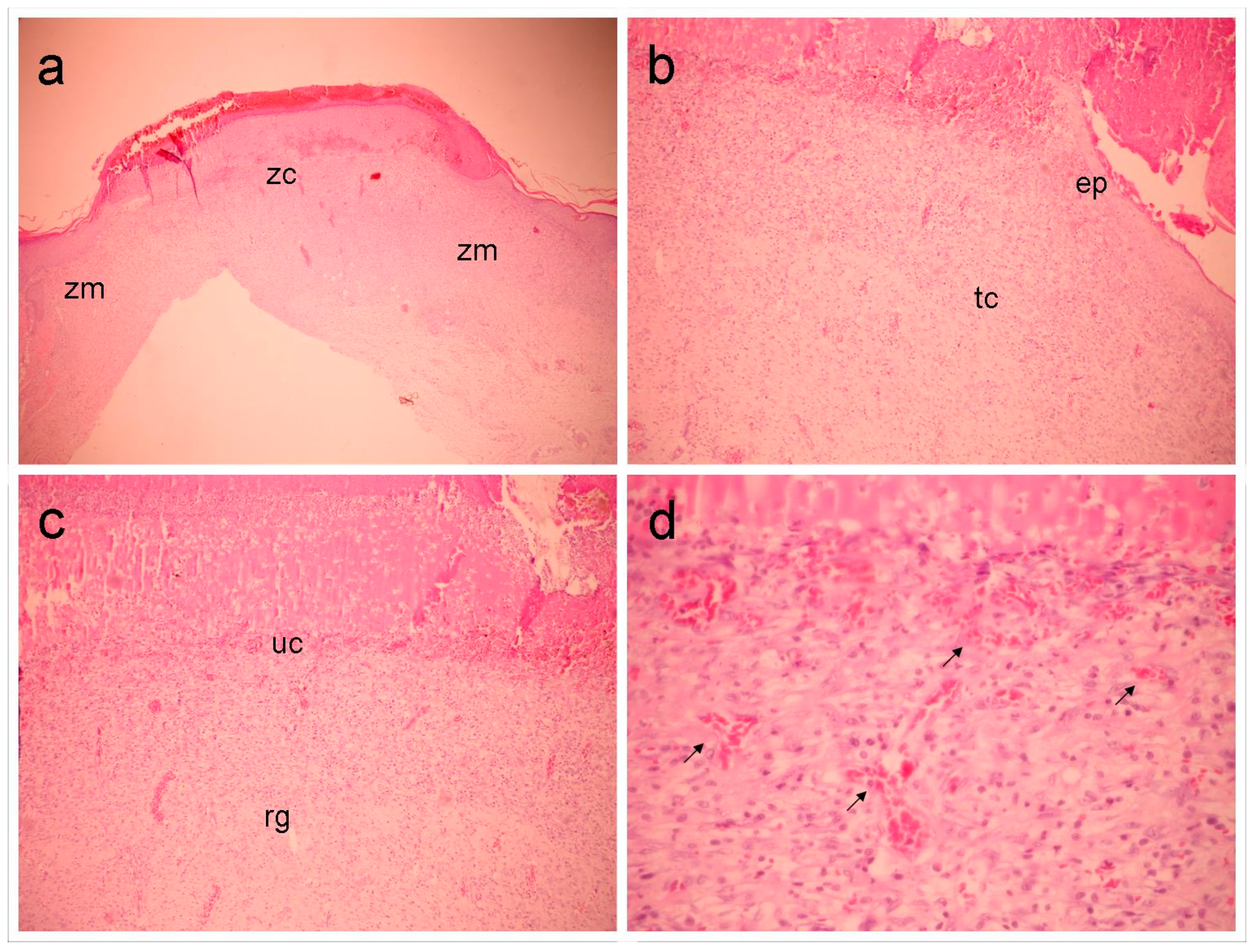 Preprints 138432 g005