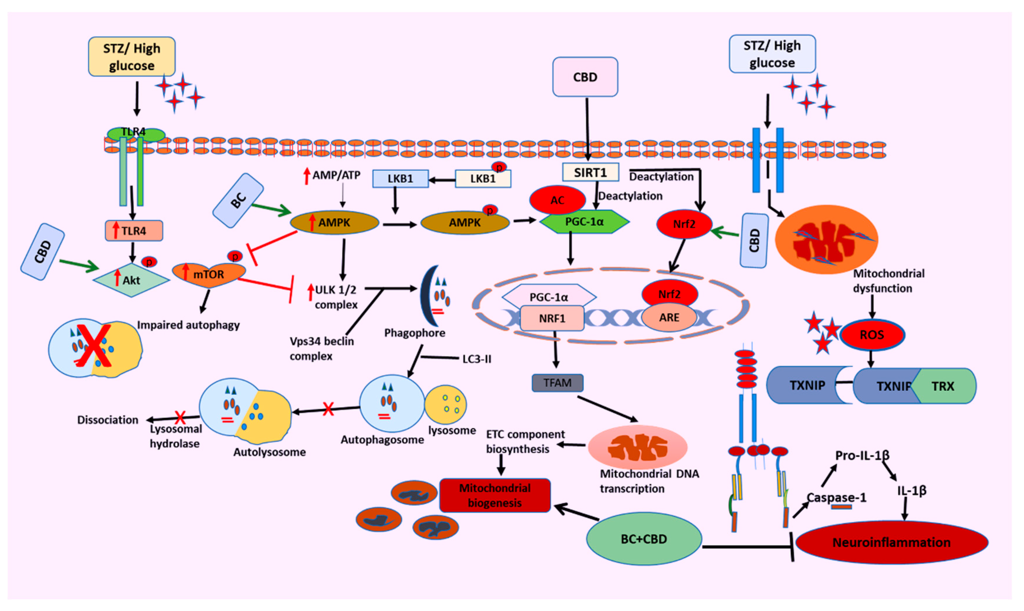 Preprints 105007 g013