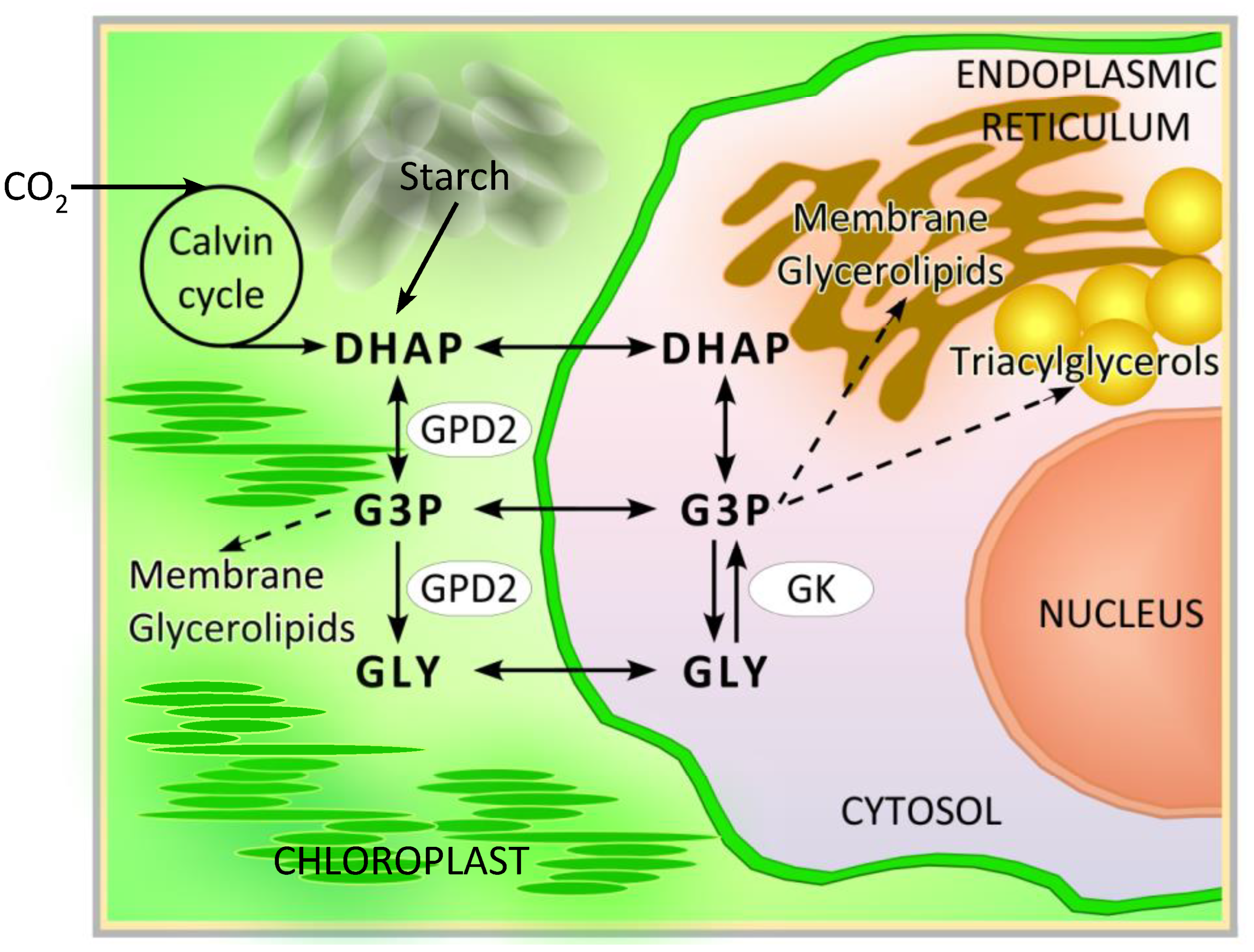 Preprints 100273 g001