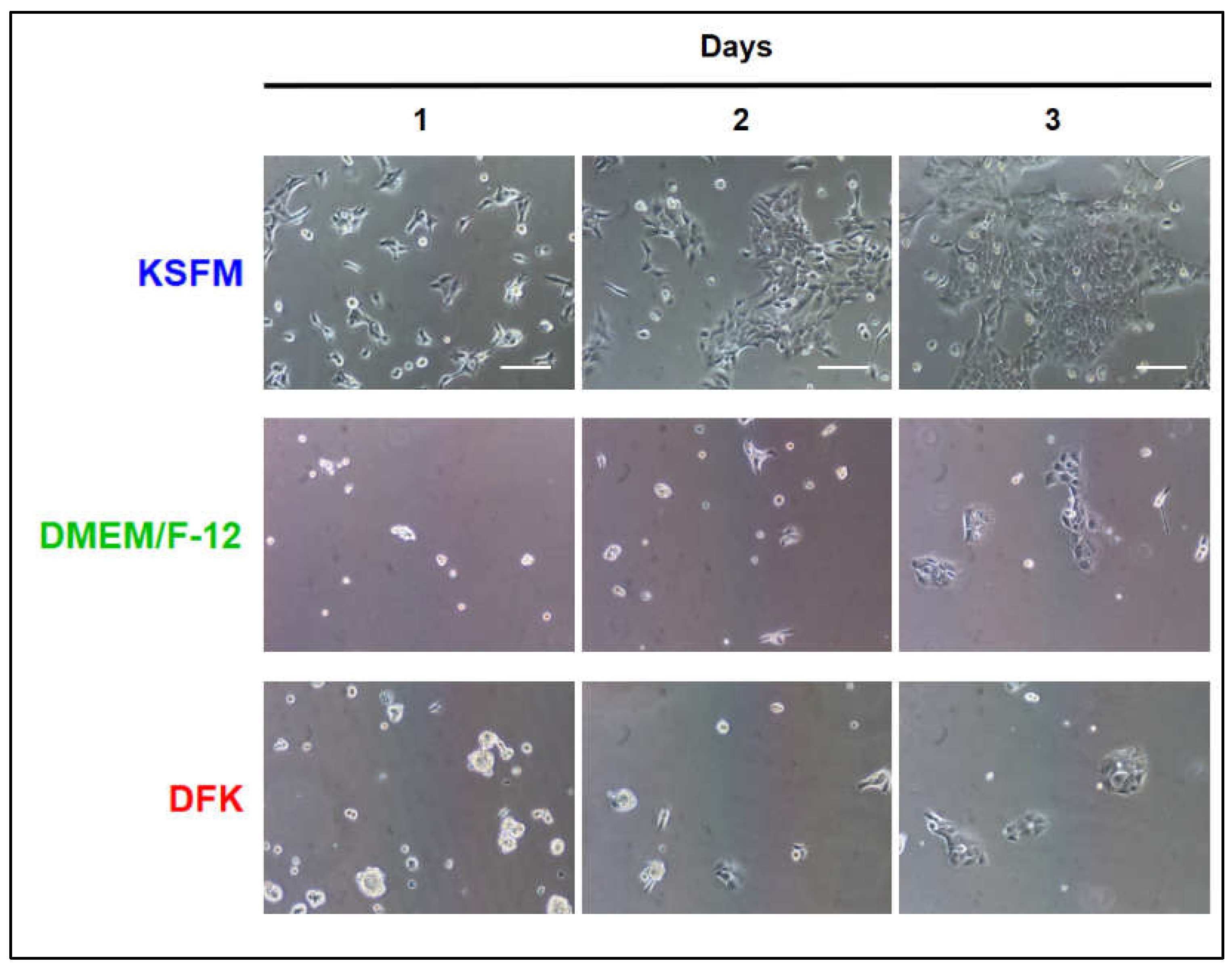 Preprints 70370 g001