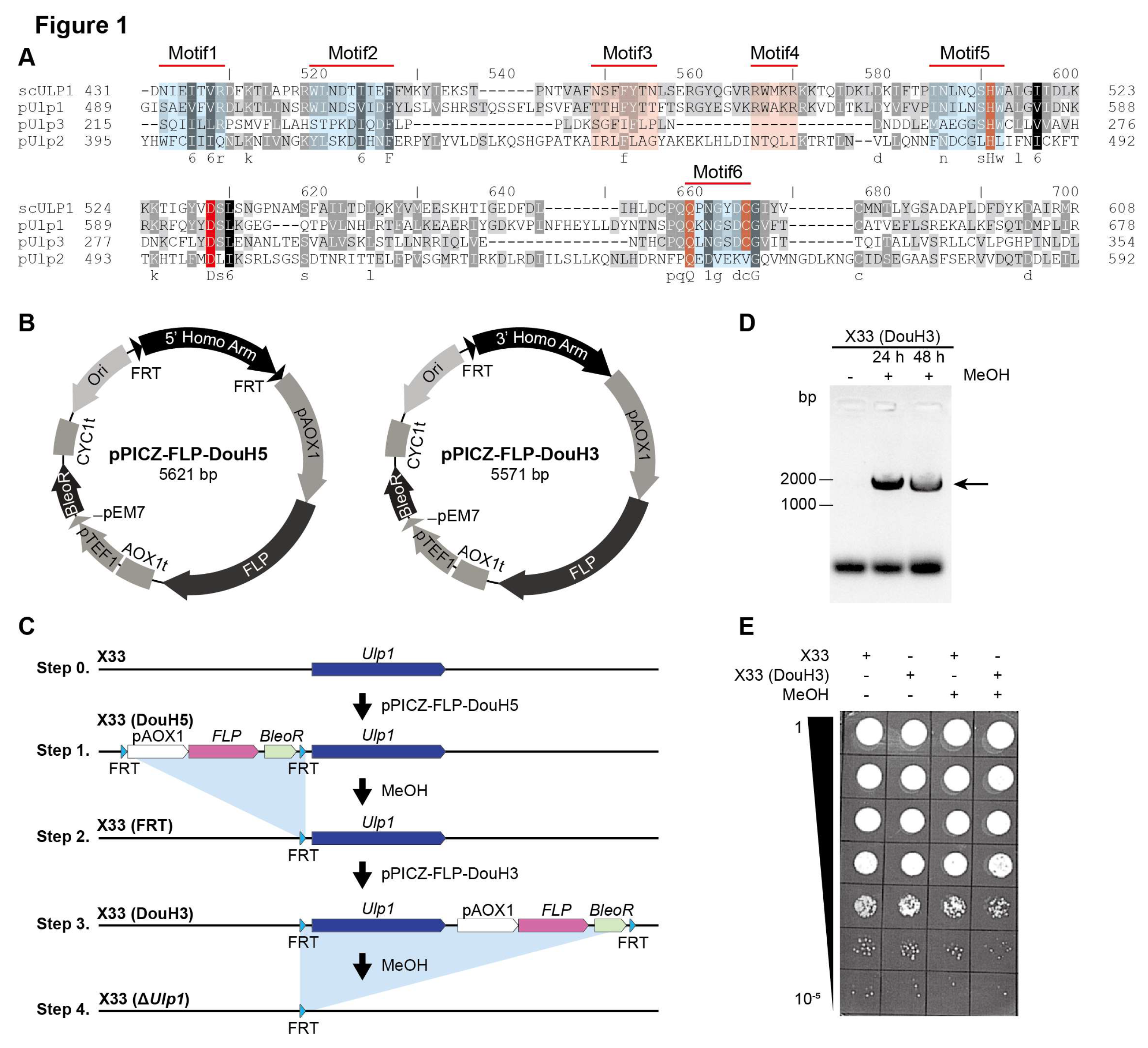 Preprints 121982 g001