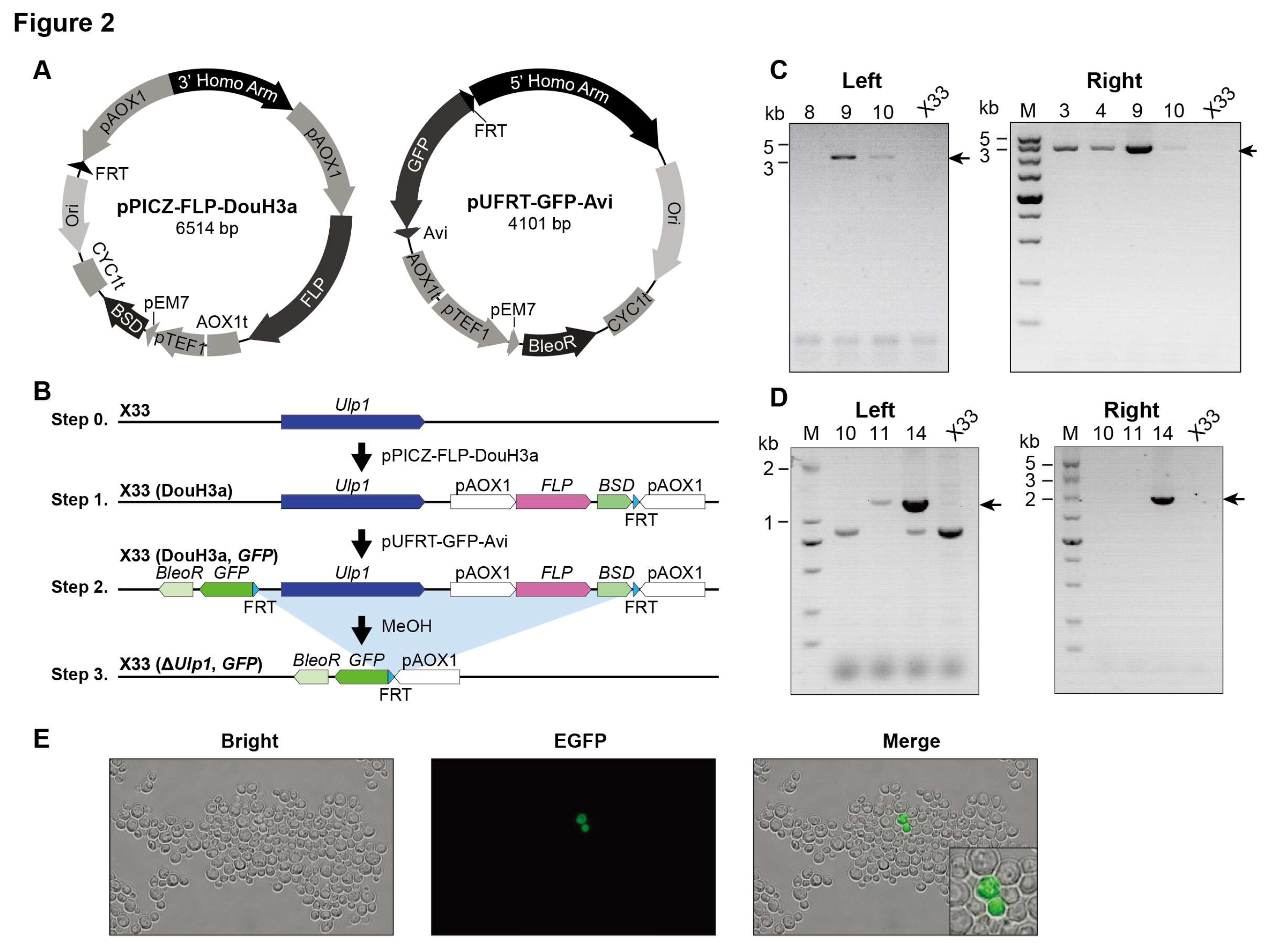 Preprints 121982 g002