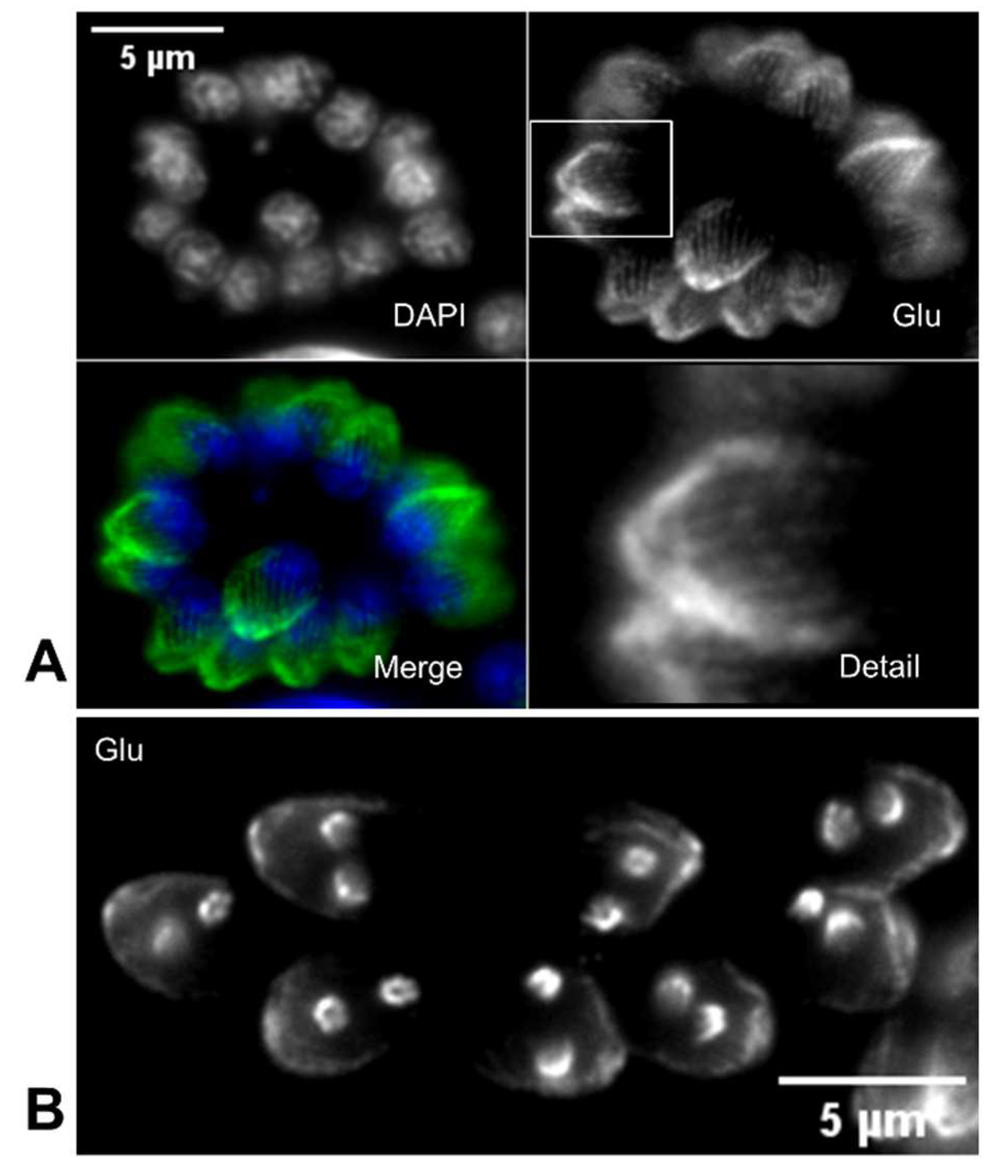 Preprints 95040 g002