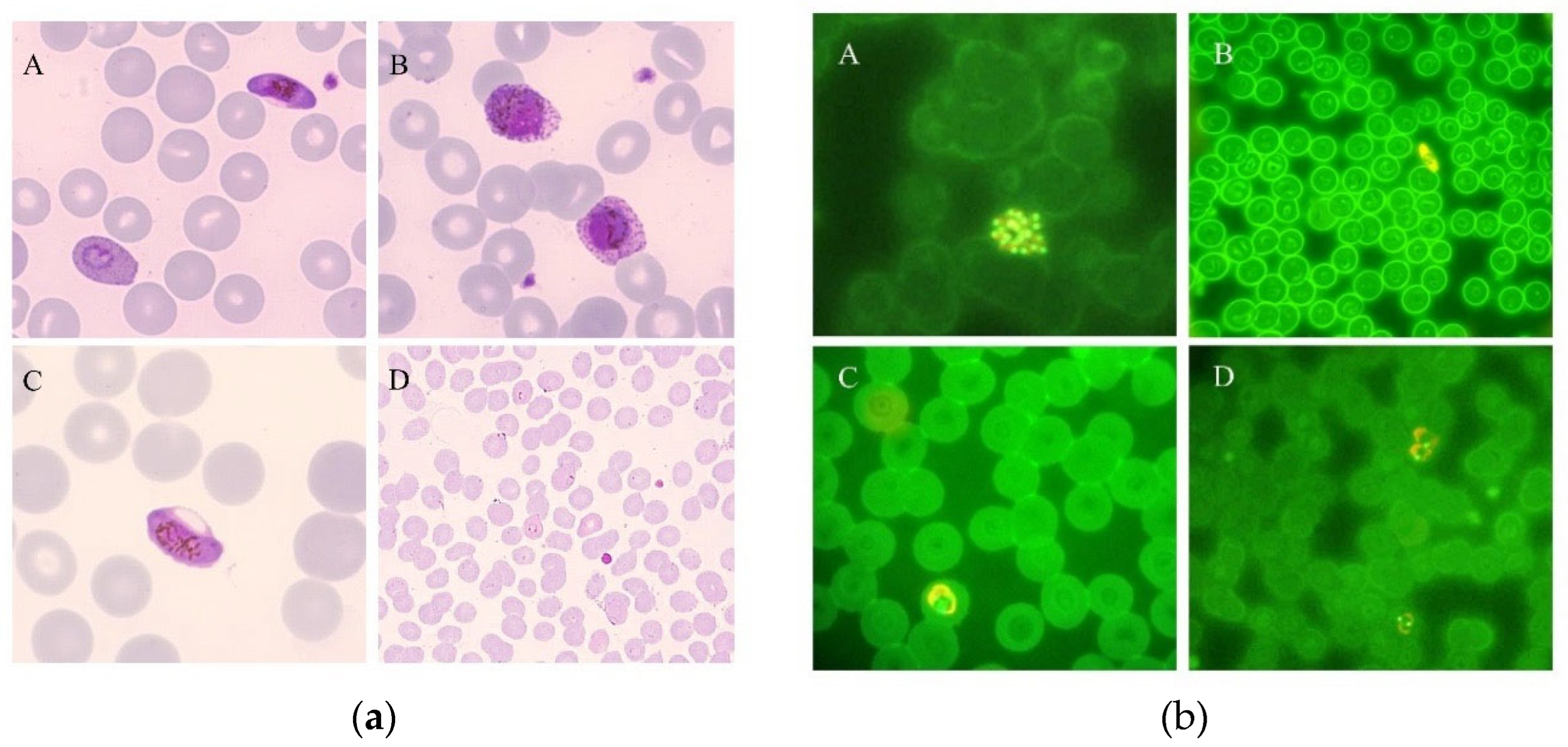 Preprints 91069 g001