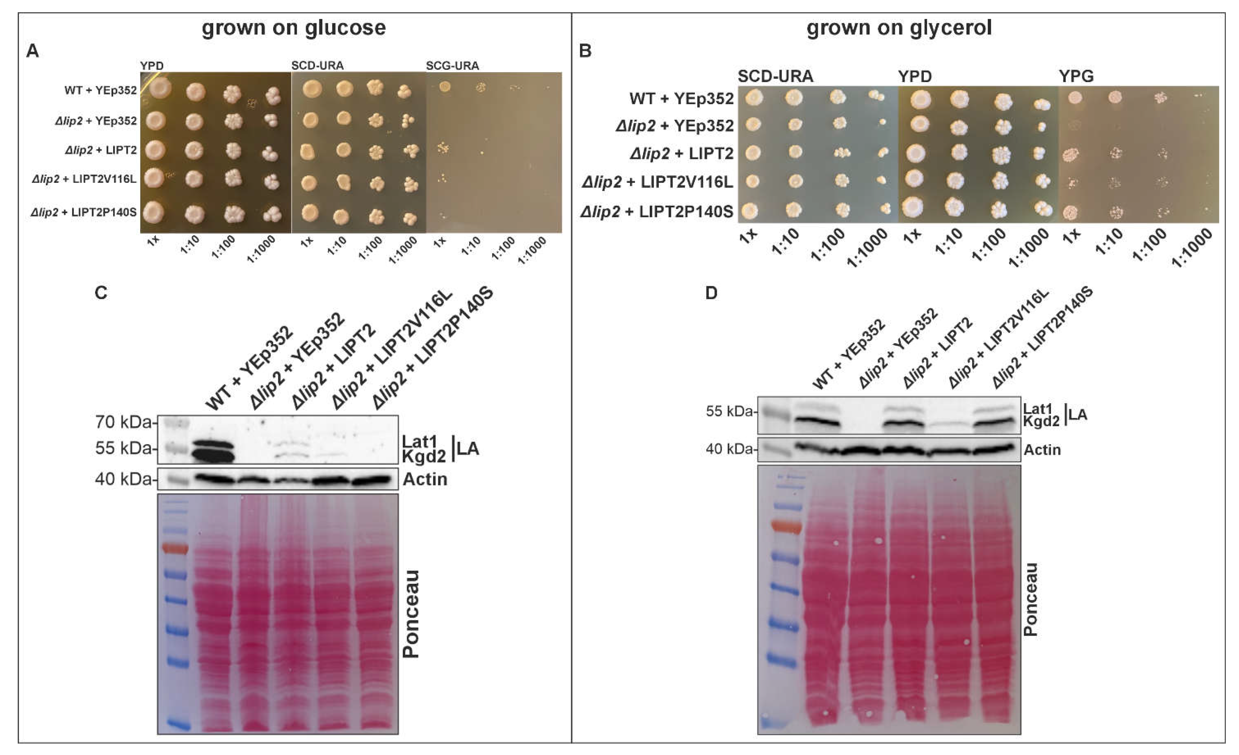 Preprints 105991 g002