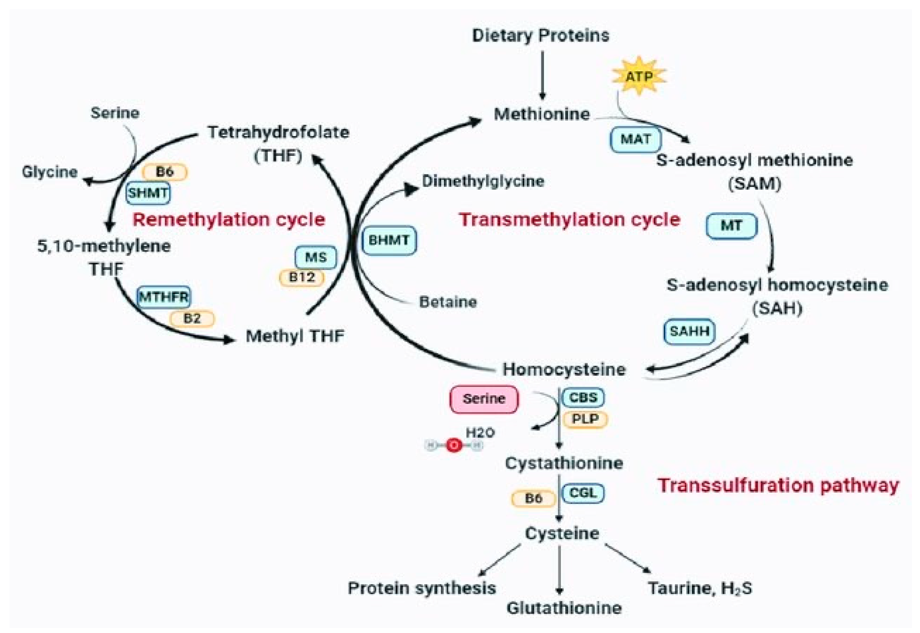 Preprints 70104 g001