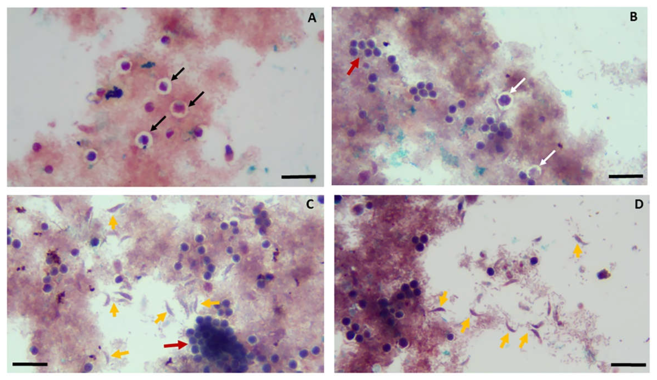 Preprints 104893 g001