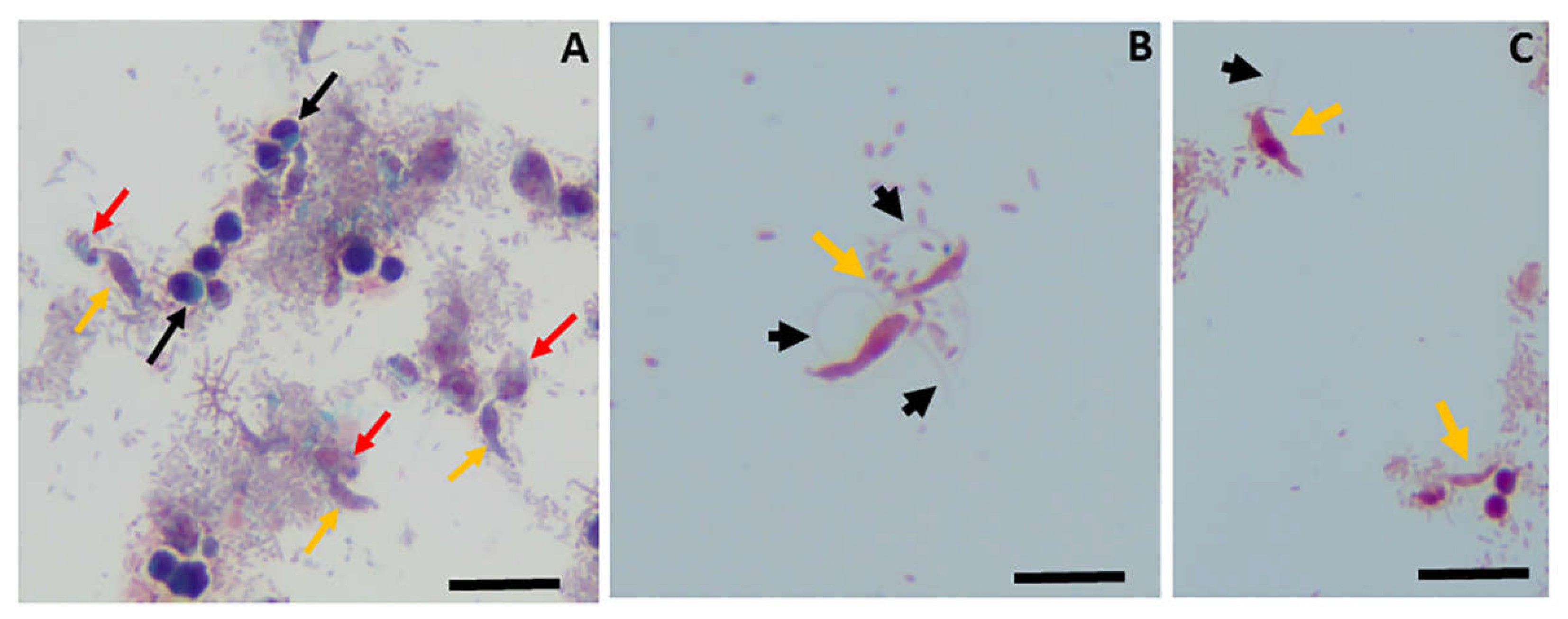 Preprints 104893 g002