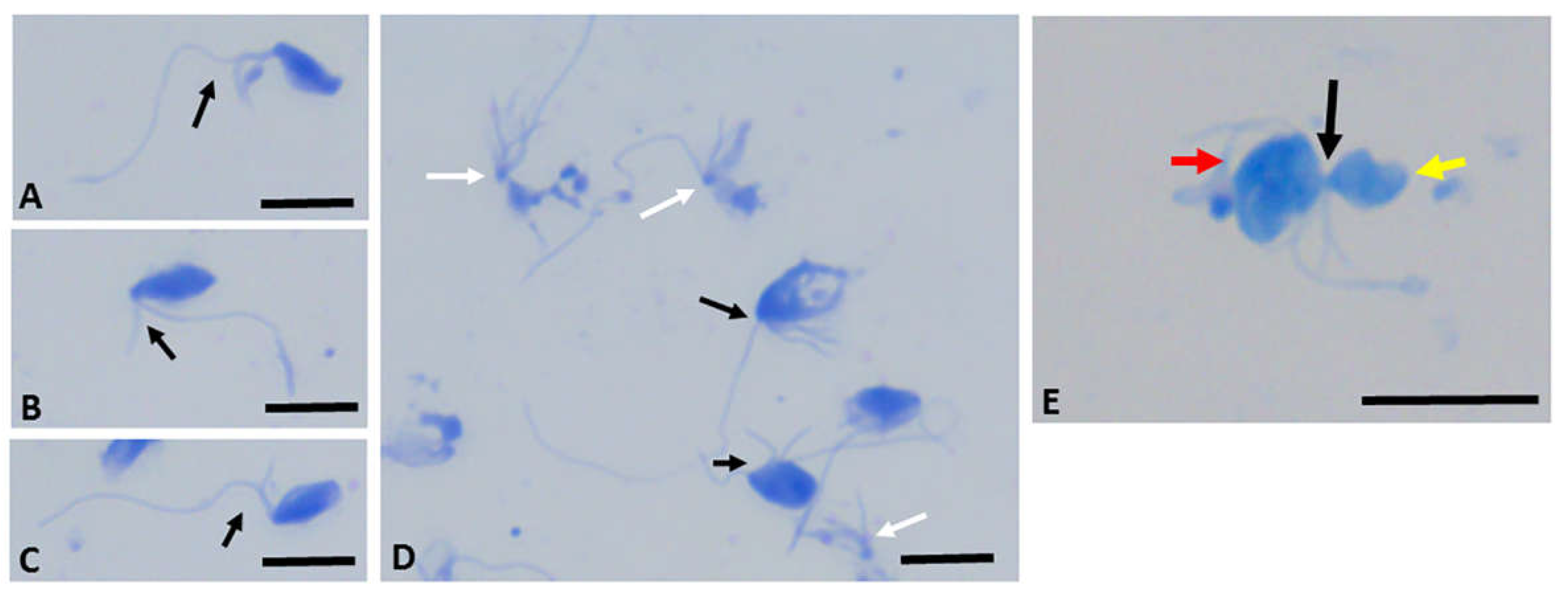 Preprints 104893 g003