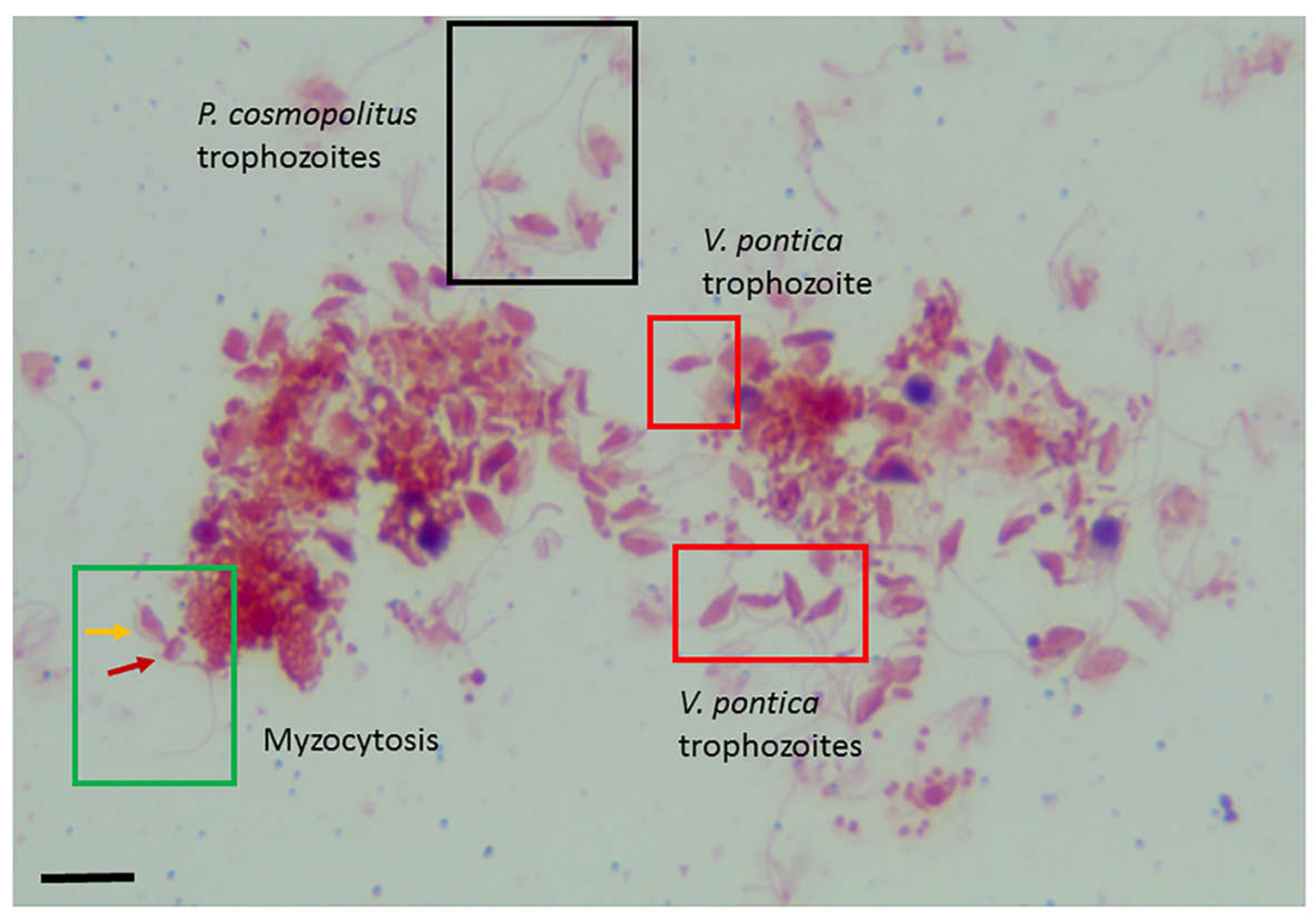 Preprints 104893 g004