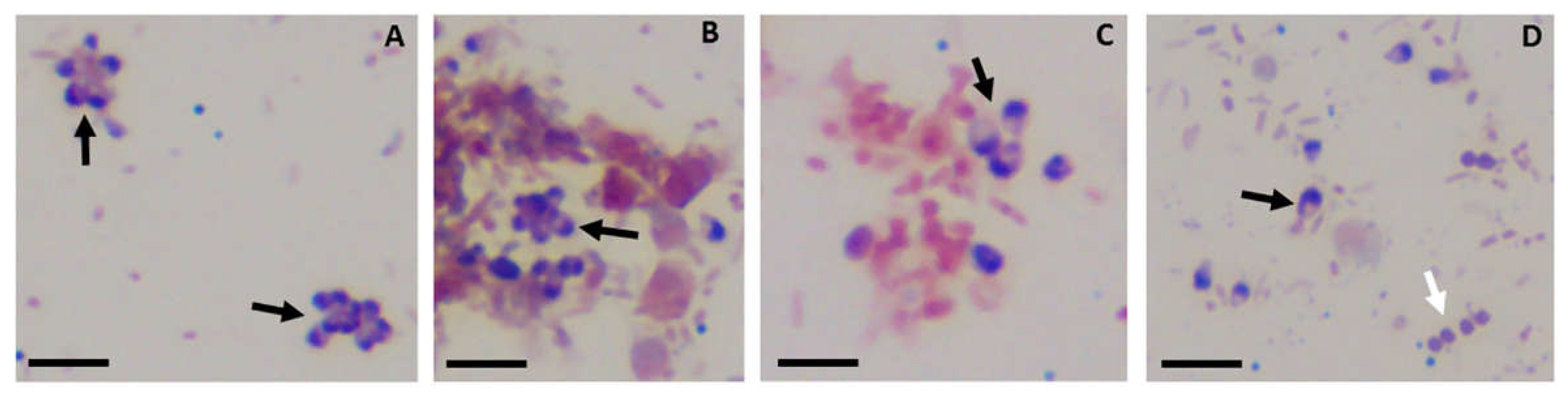 Preprints 104893 g005