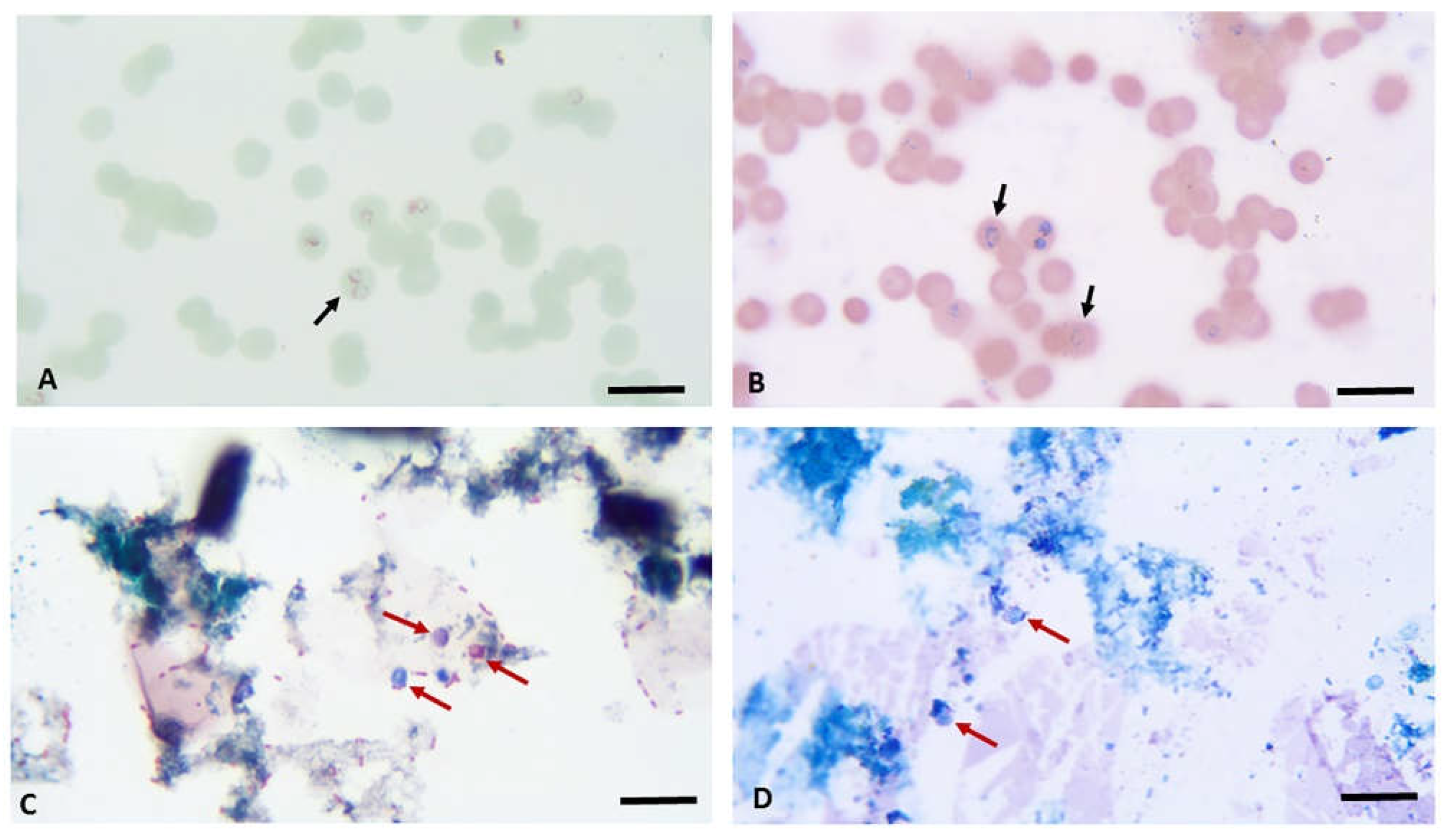 Preprints 104893 g006