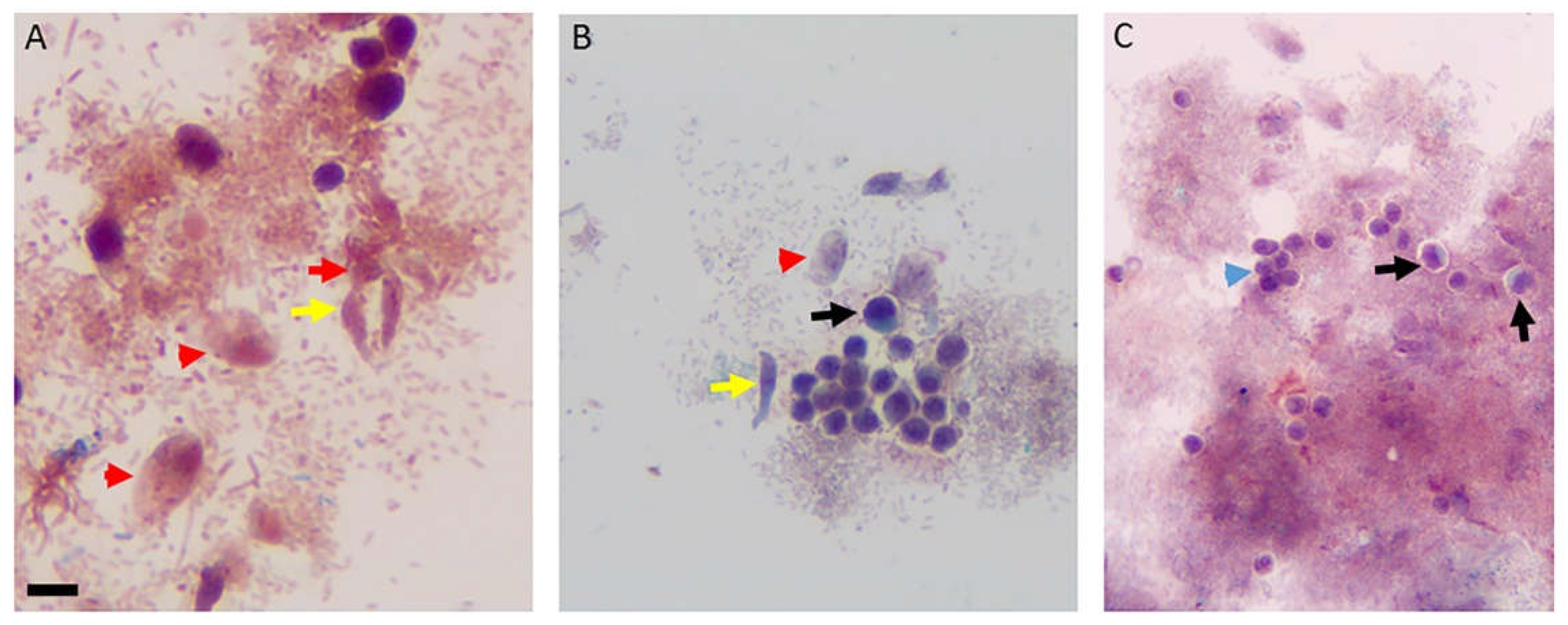 Preprints 104893 g007