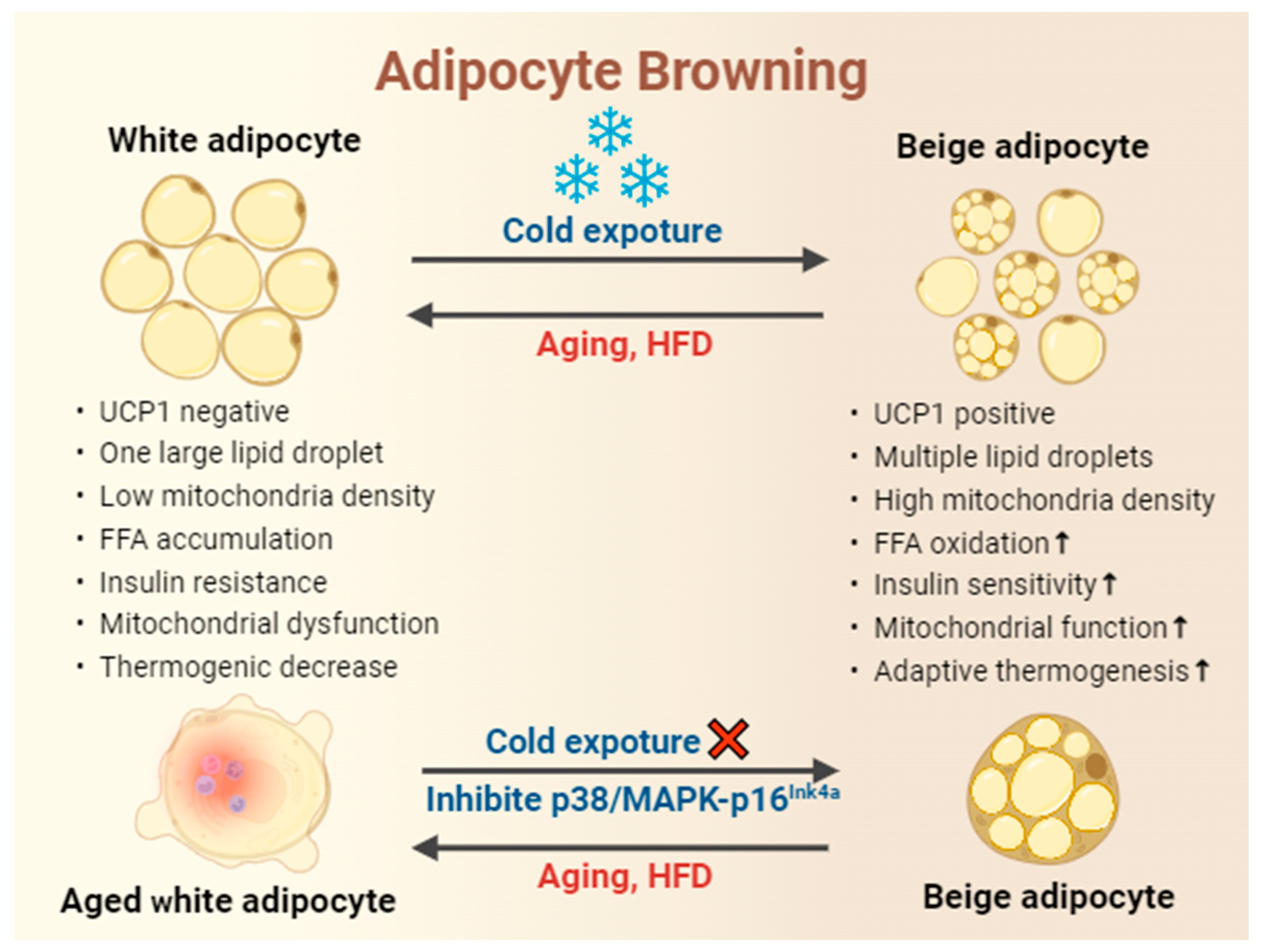 Preprints 98408 g002