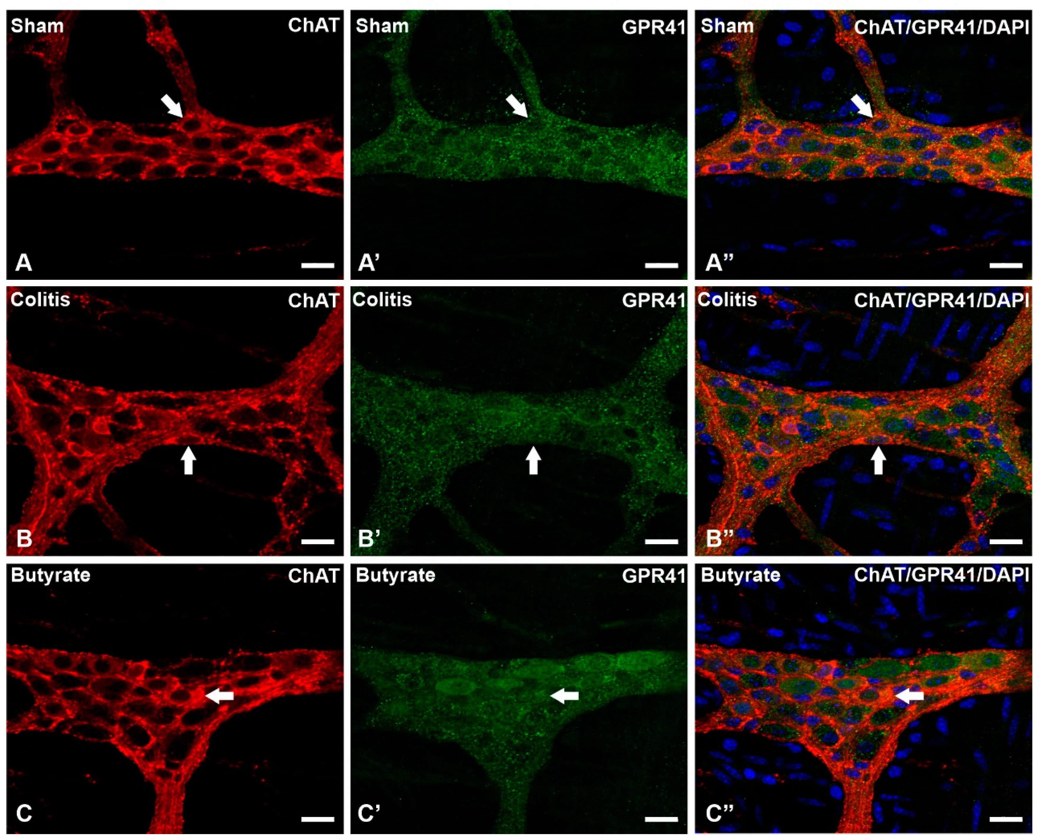 Preprints 74205 g003