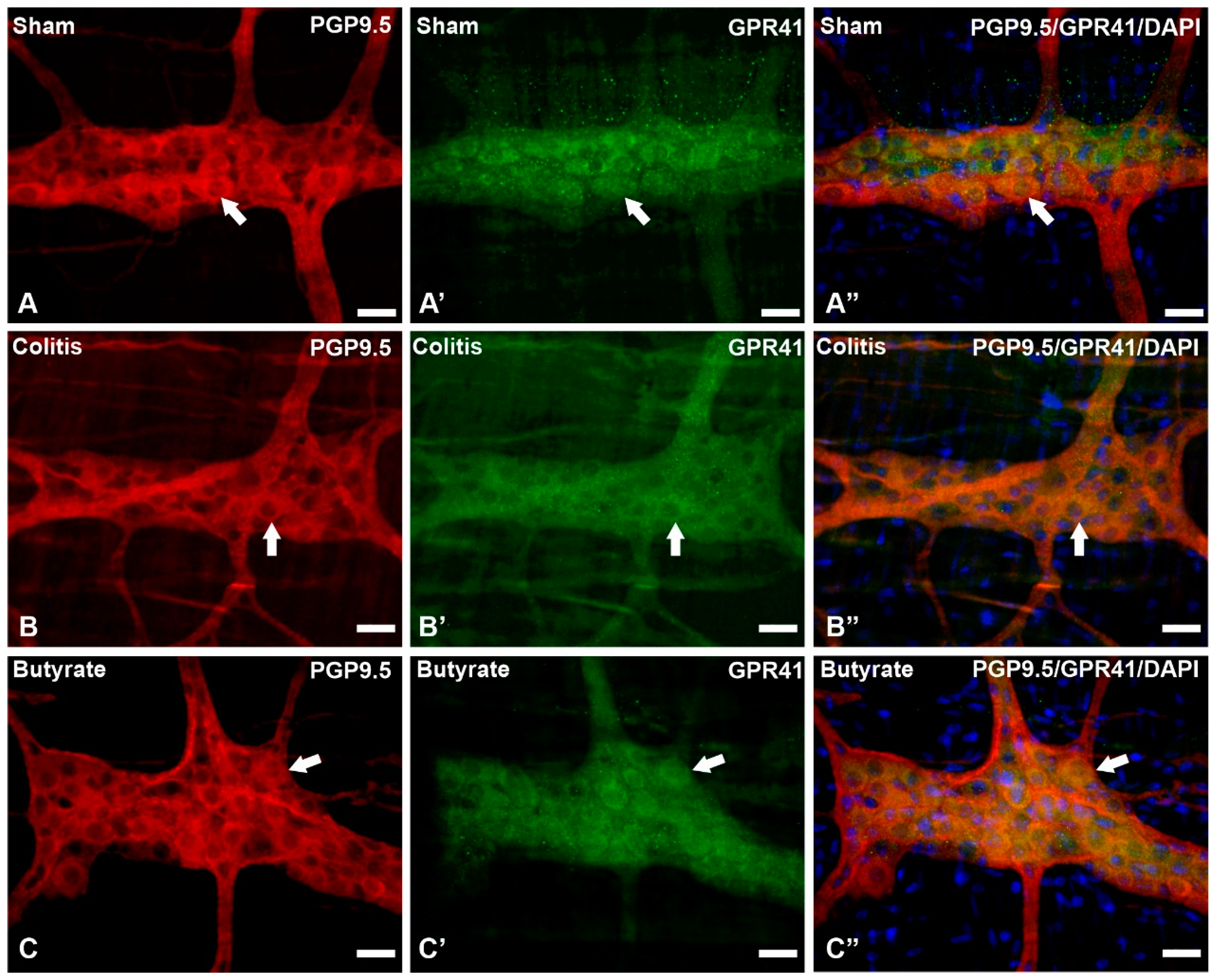 Preprints 74205 g004