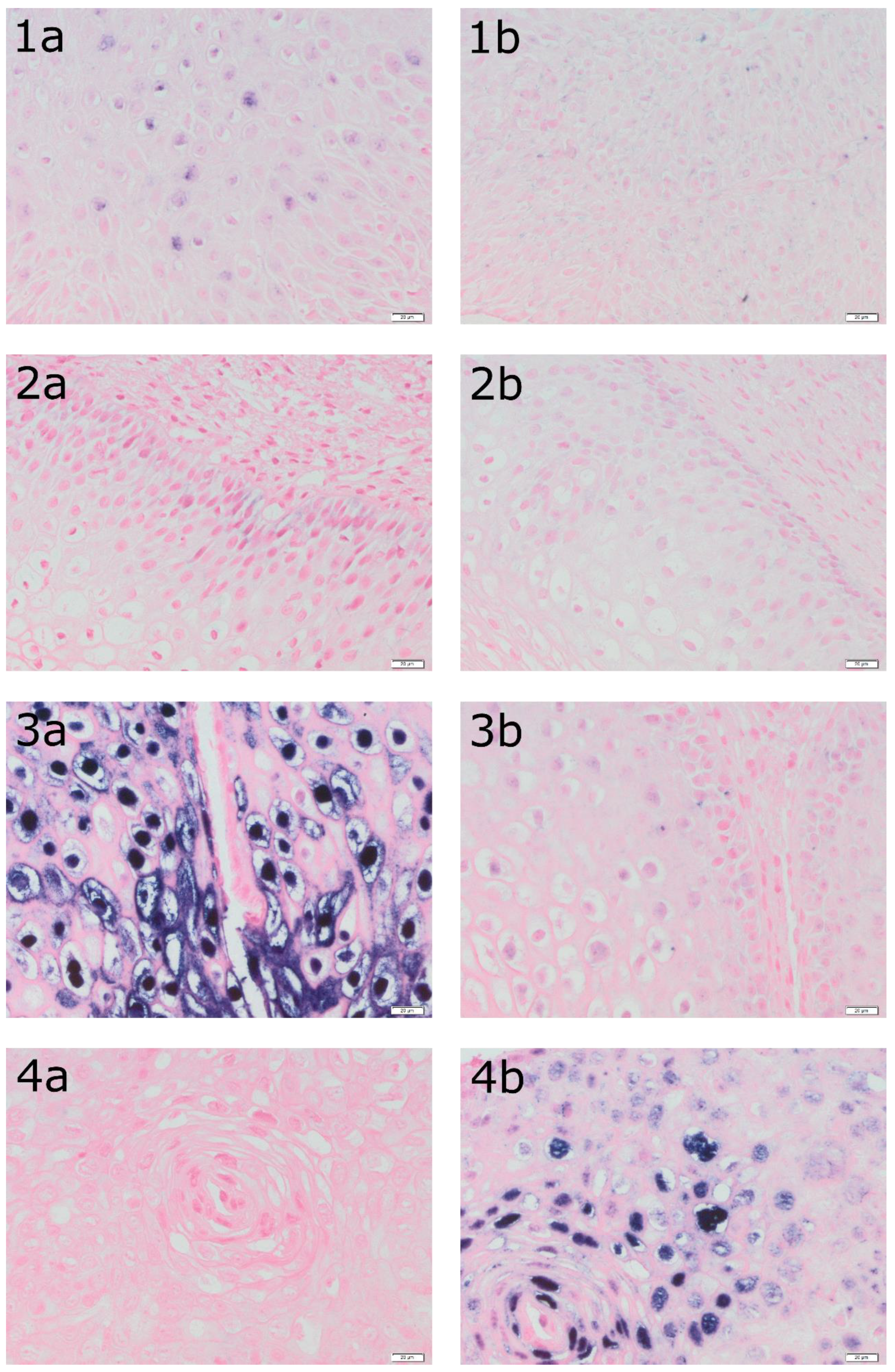 Preprints 117975 g001