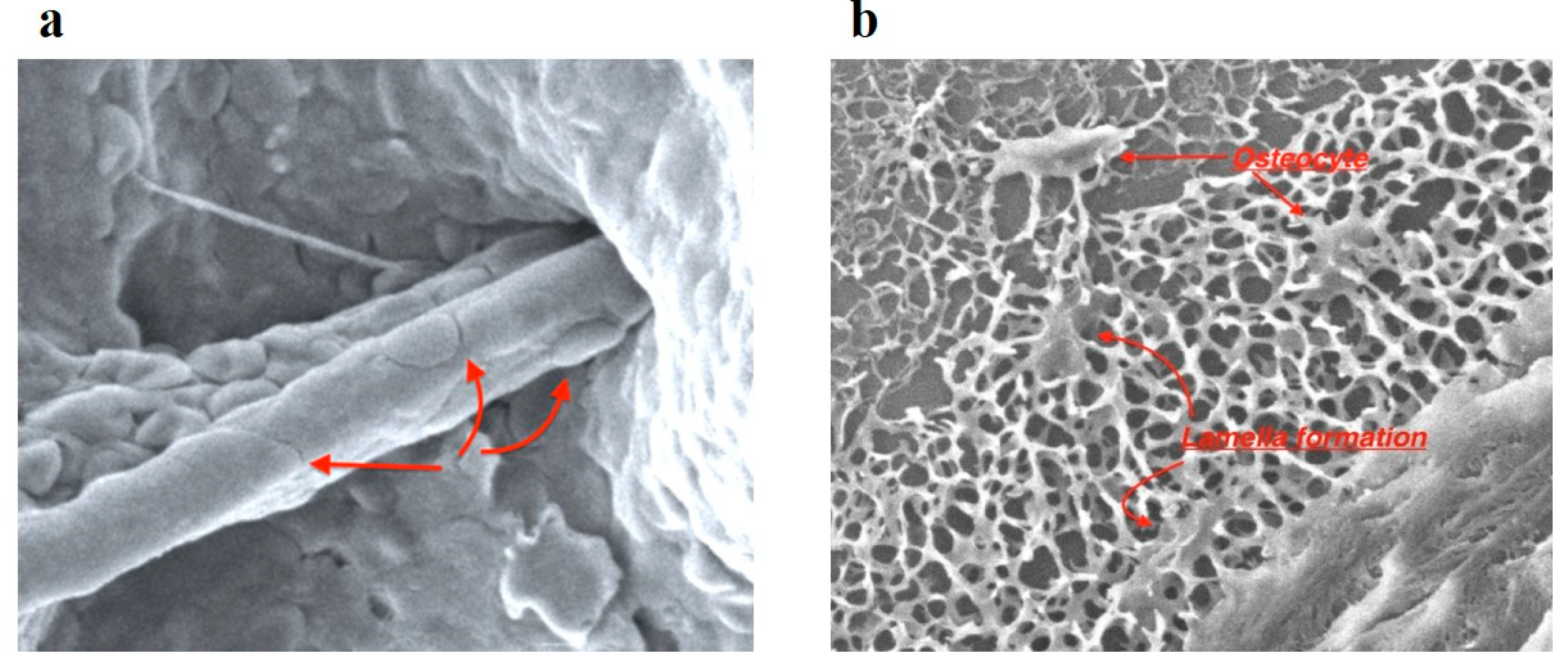 Preprints 74156 g011