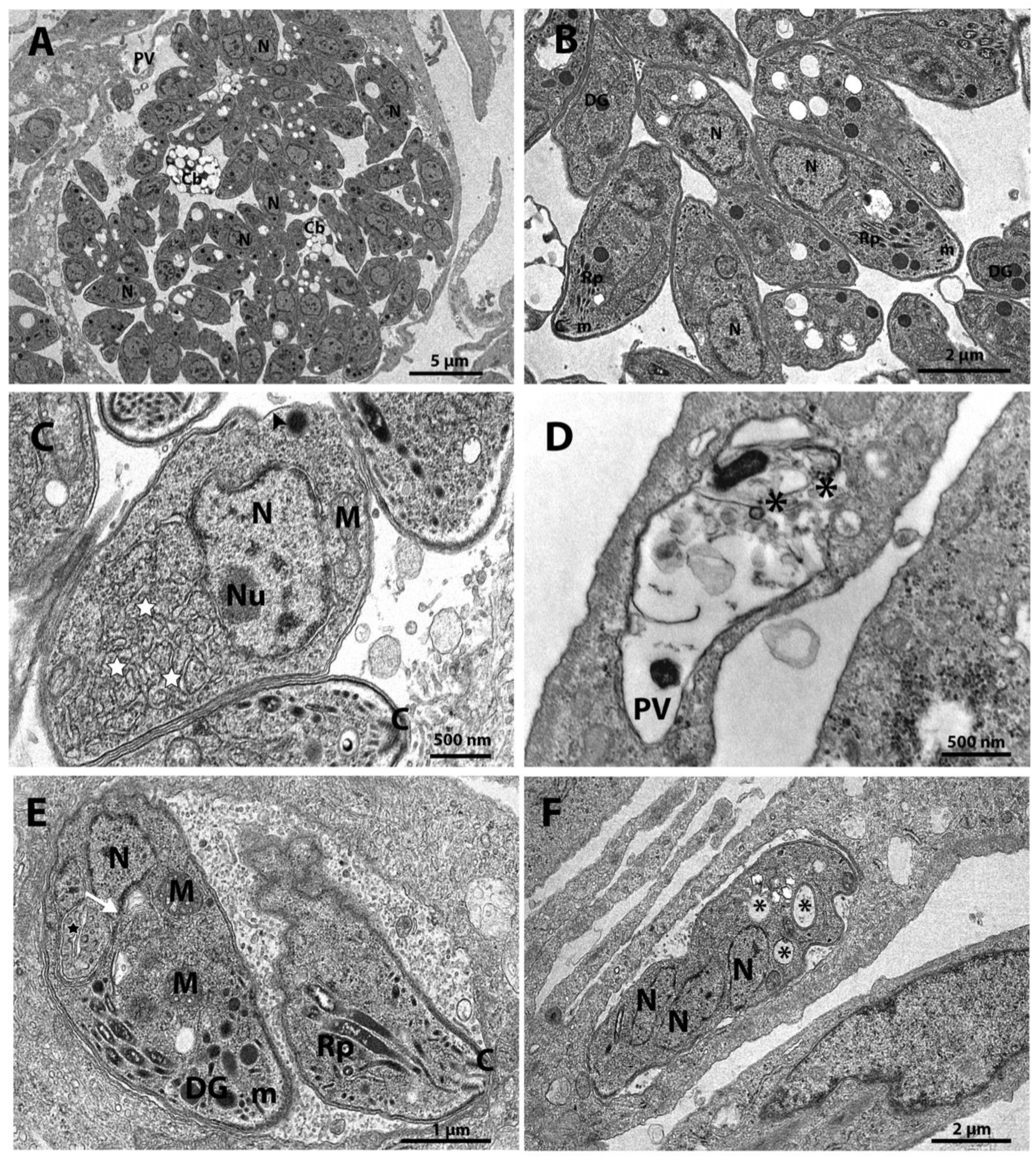 Preprints 115125 g003