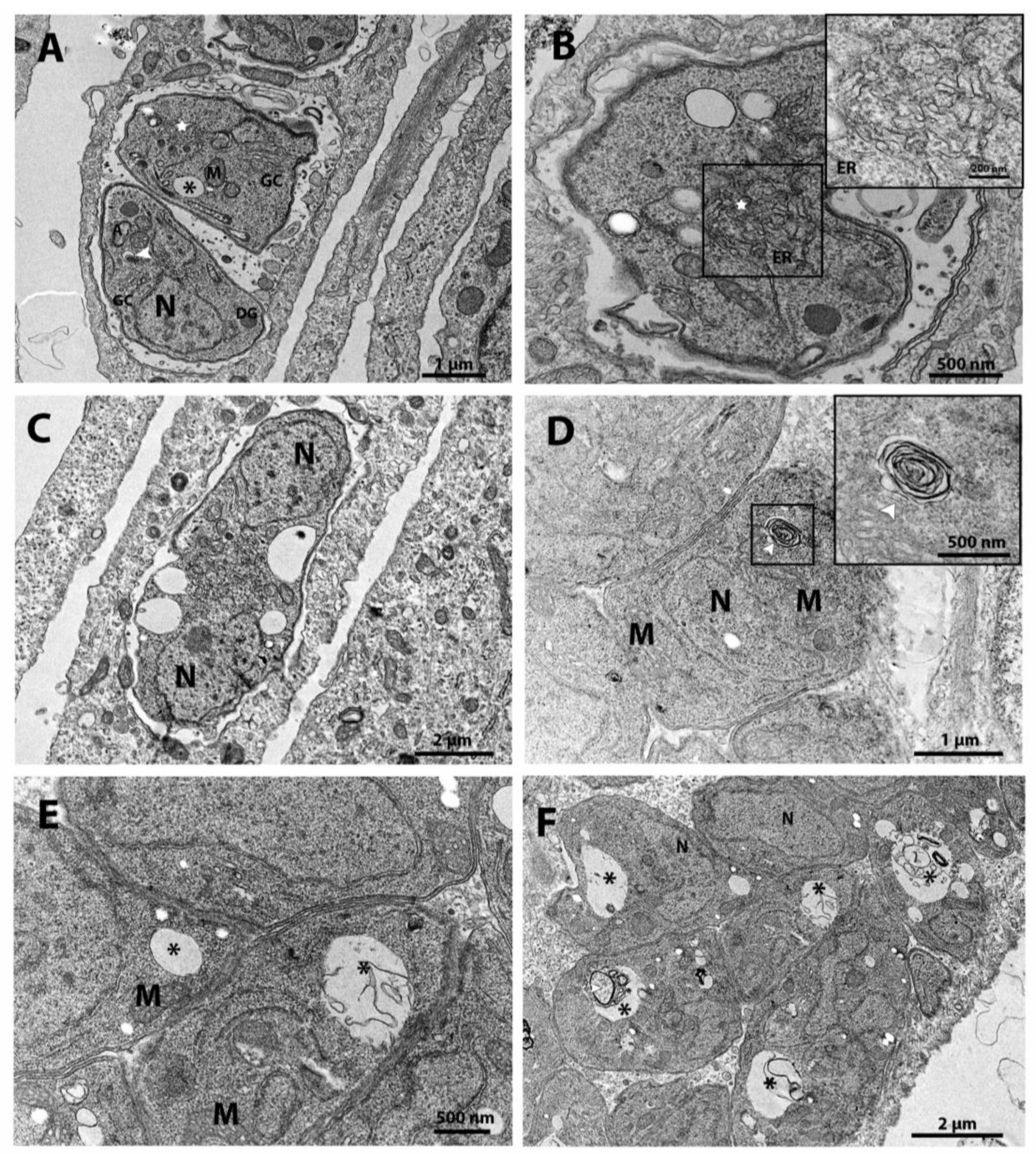 Preprints 115125 g004