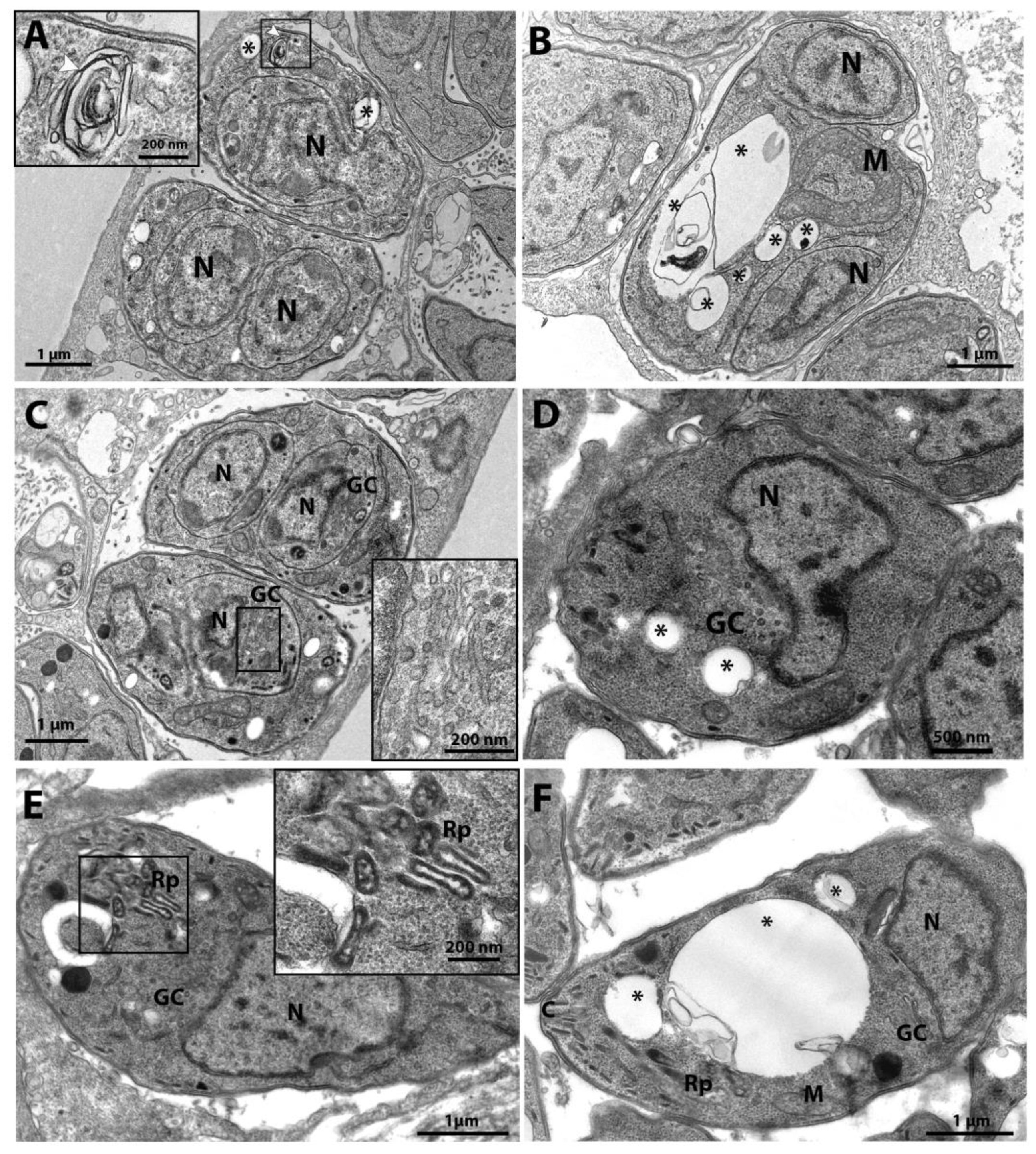 Preprints 115125 g005