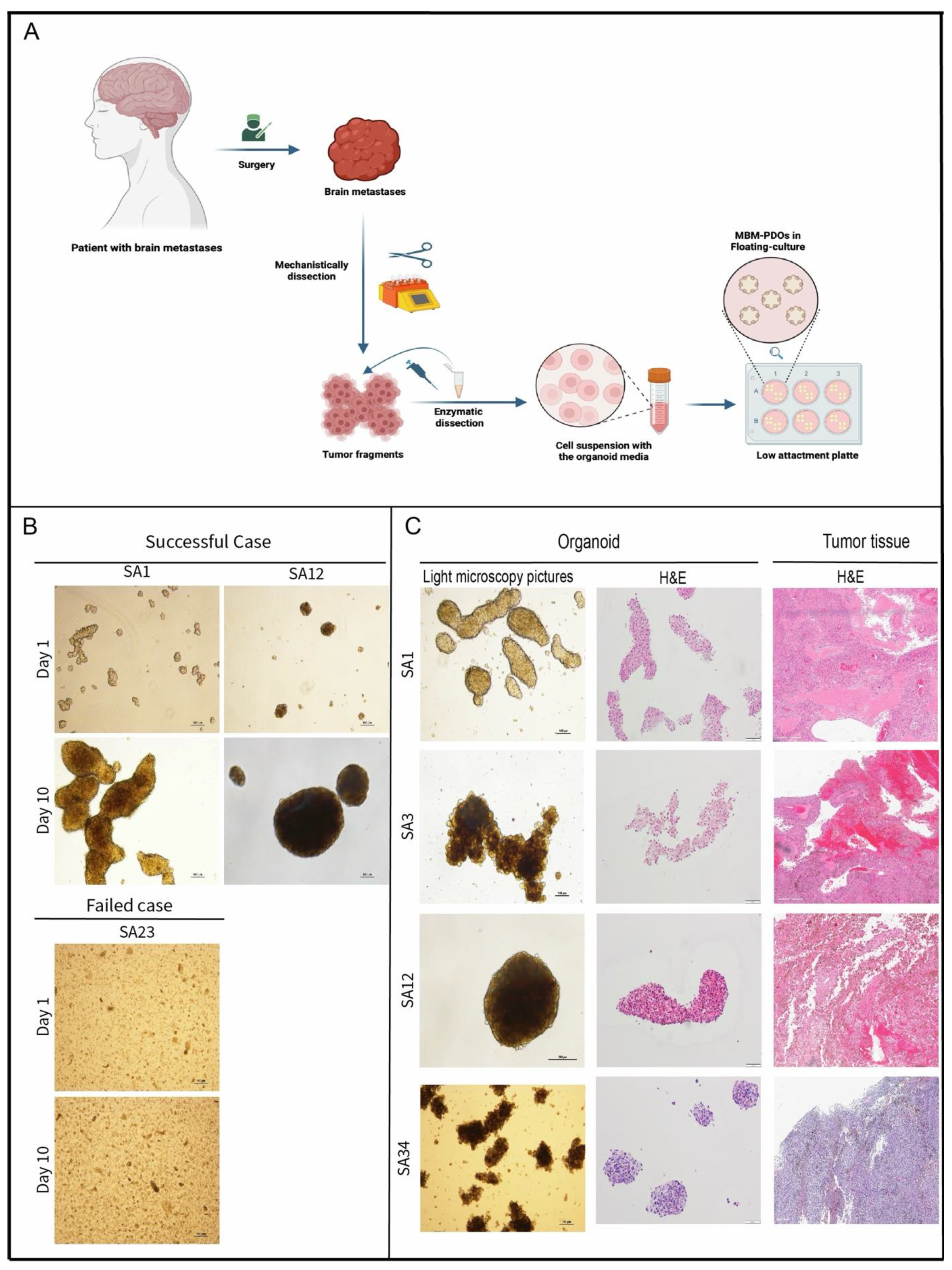 Preprints 111425 g001