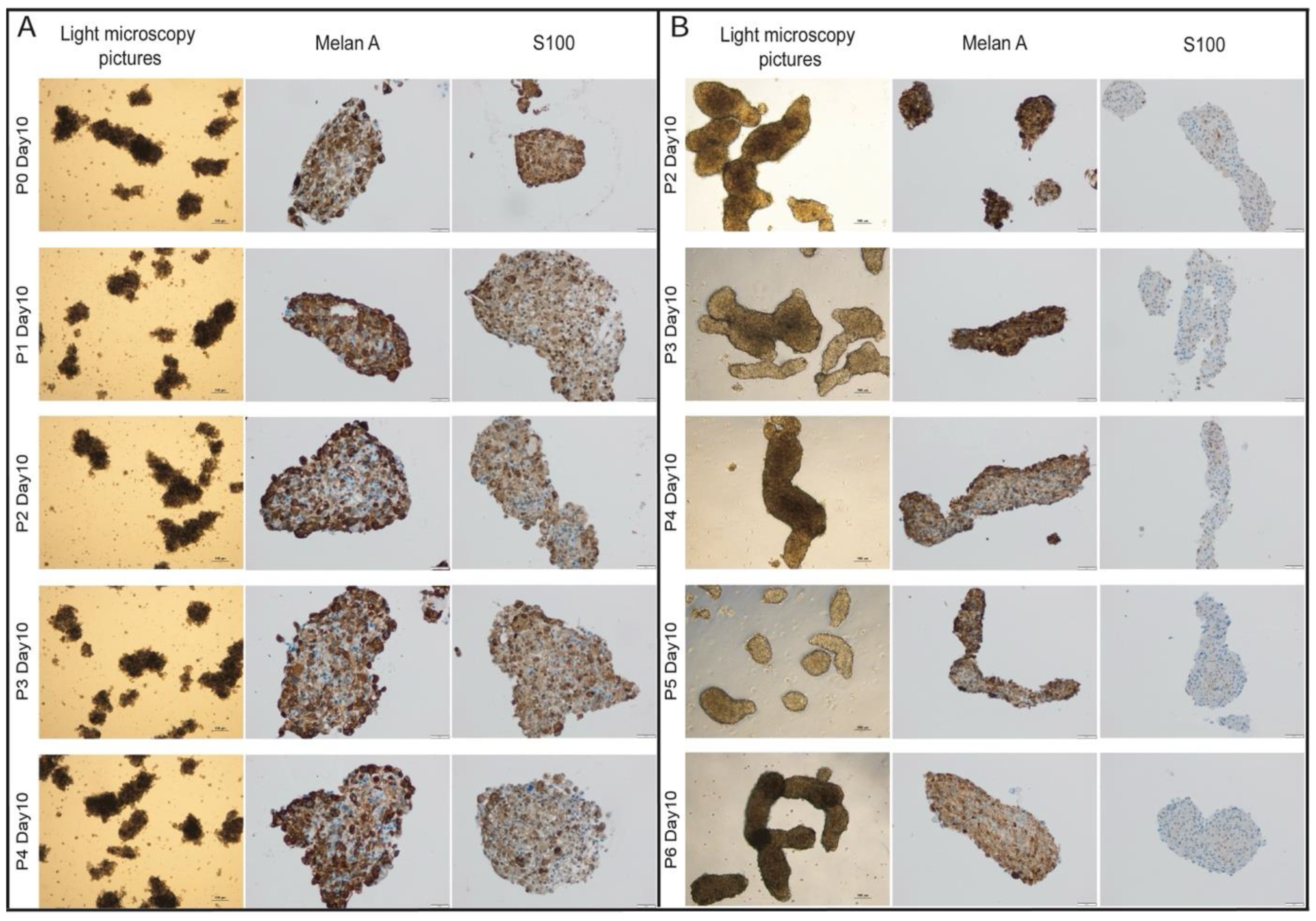 Preprints 111425 g003