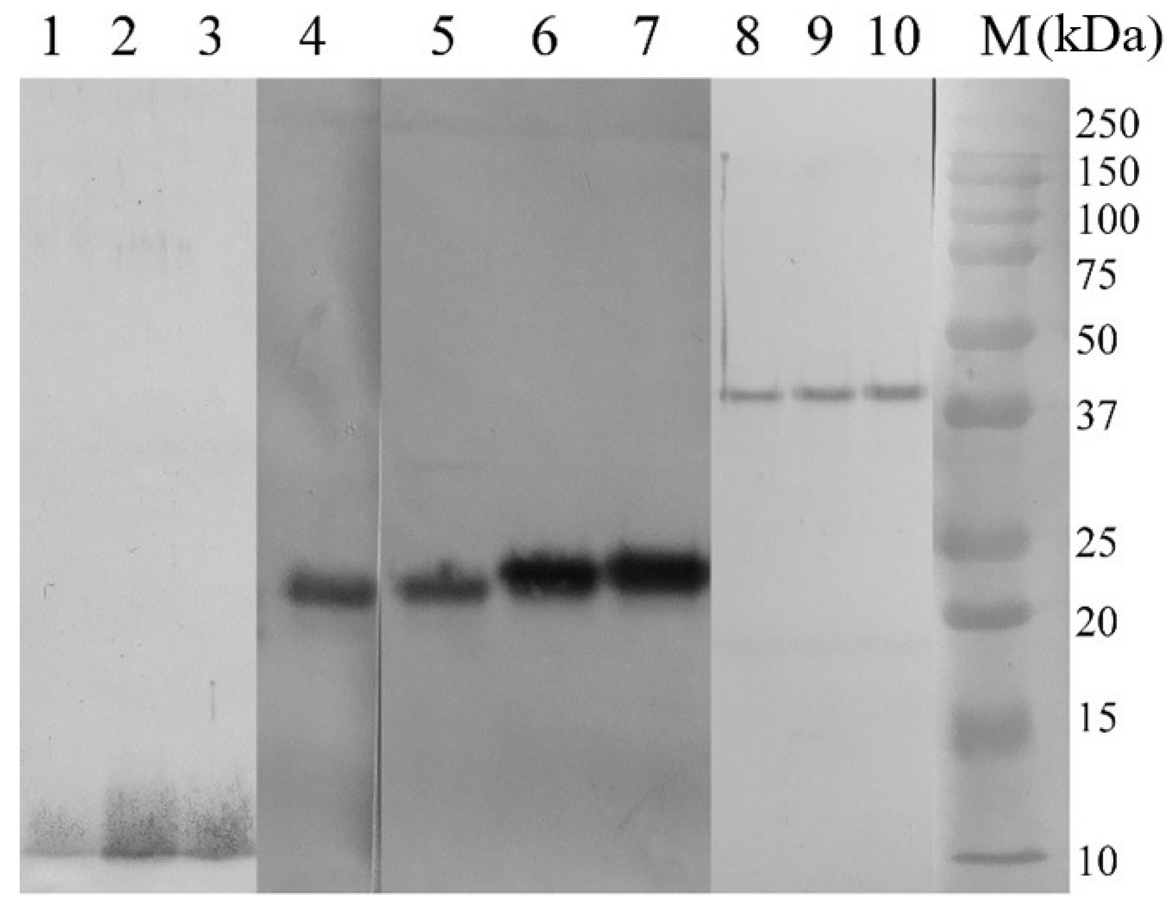 Preprints 94336 g001