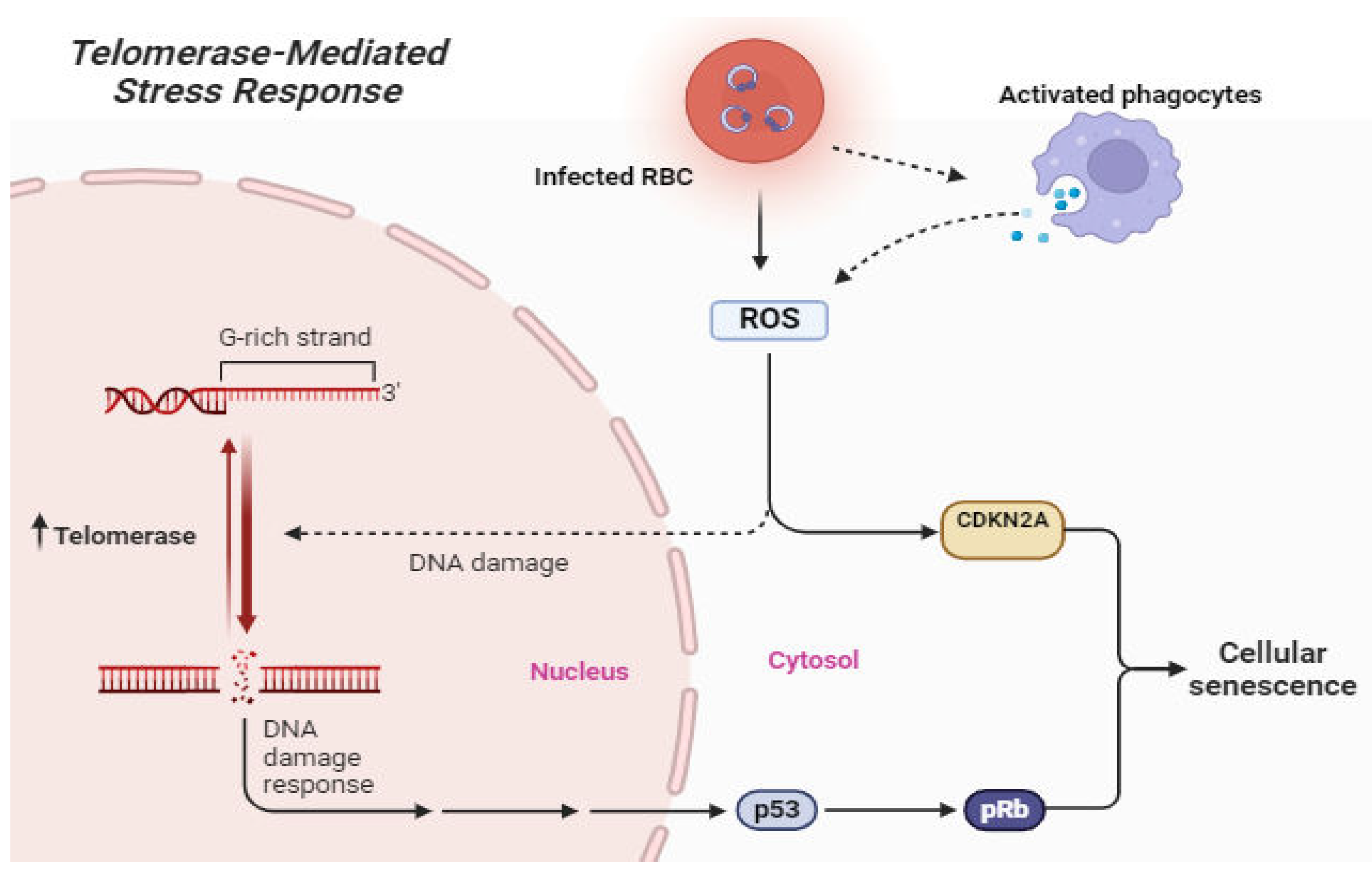 Preprints 103852 g003