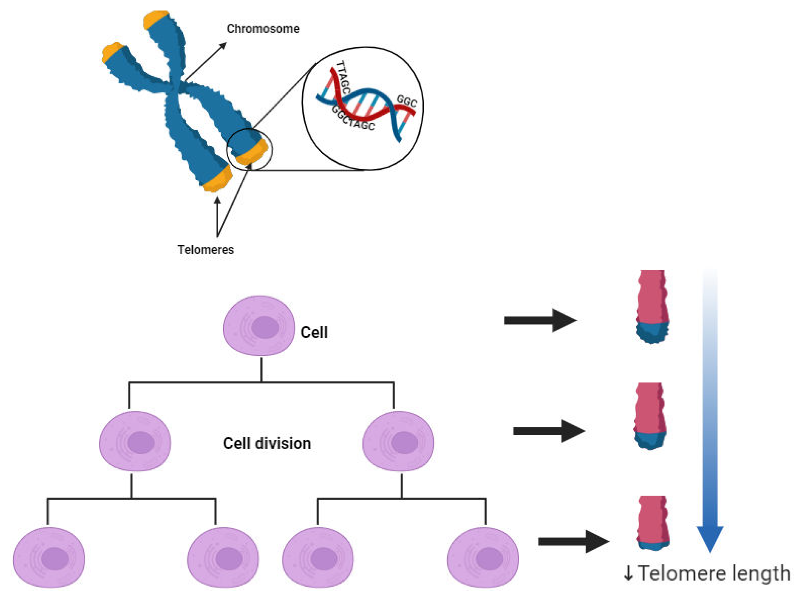 Preprints 103852 g004