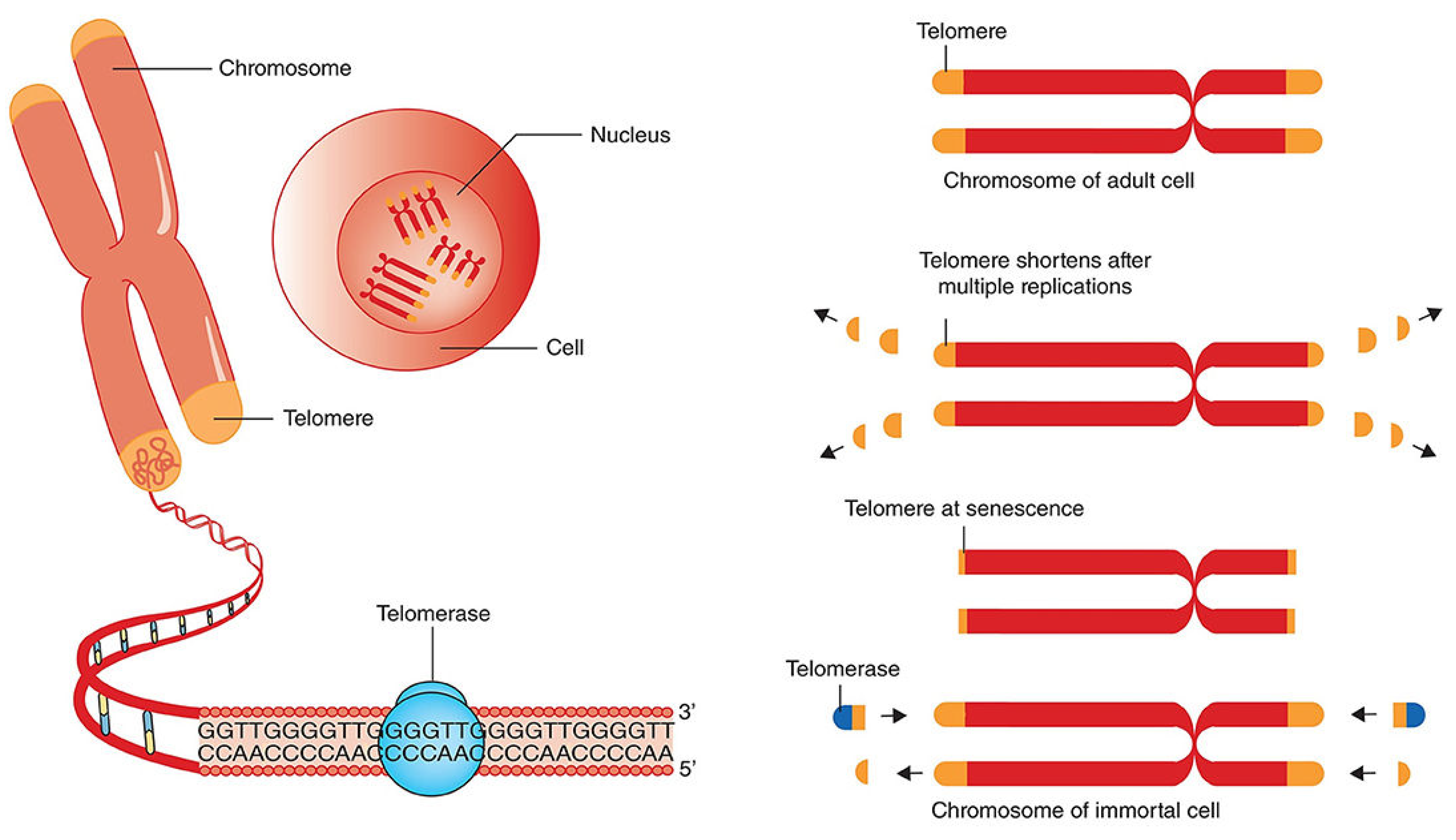 Preprints 103852 g005