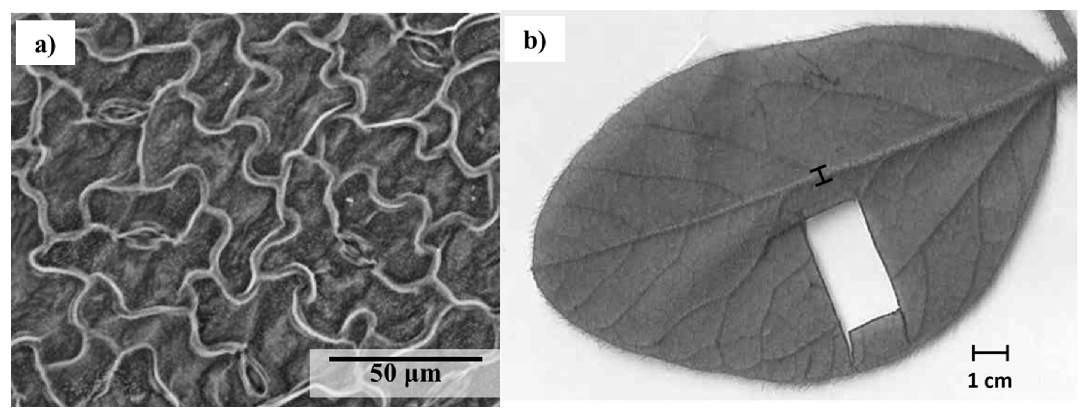 Preprints 81666 g002