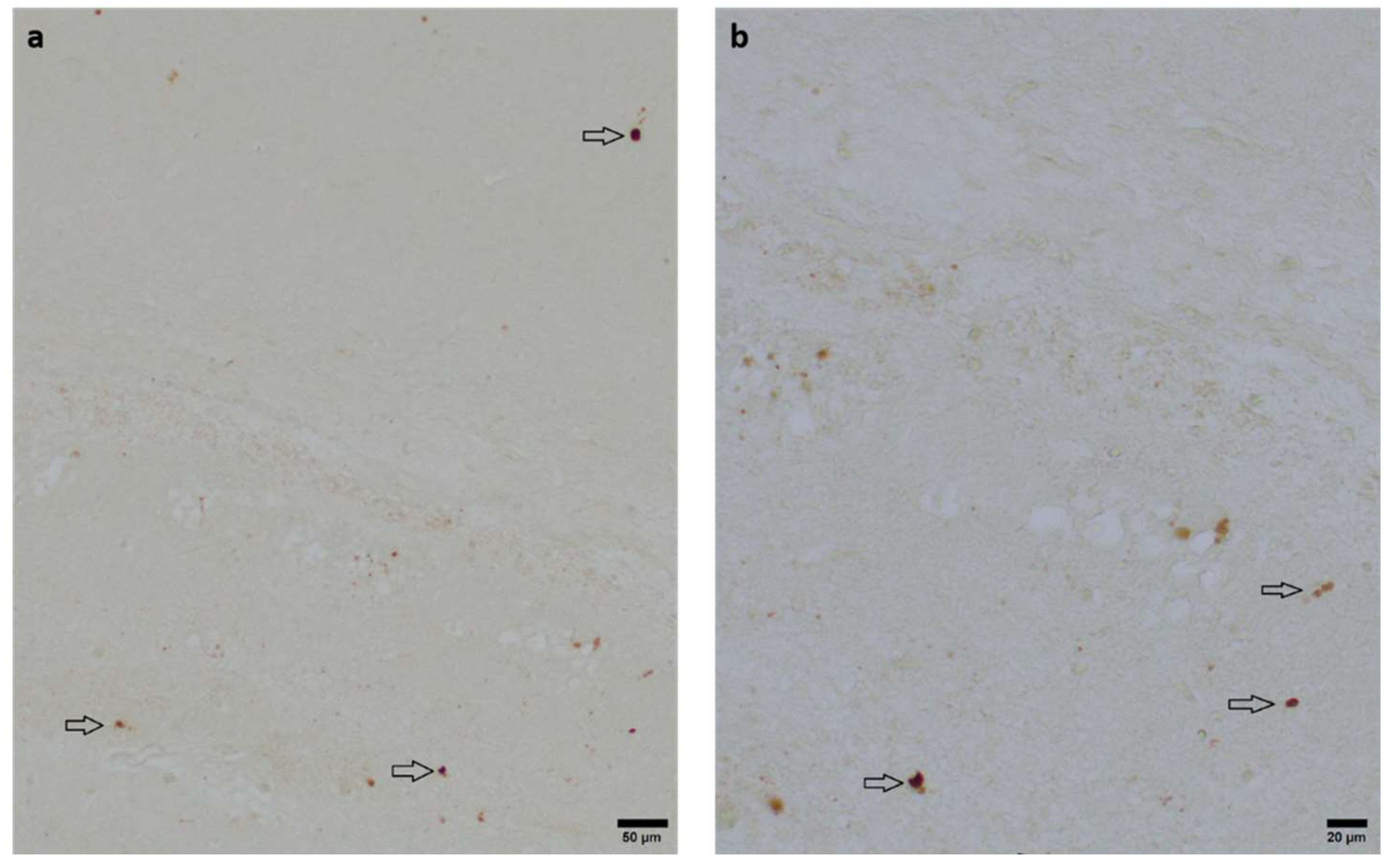 Preprints 137504 g004