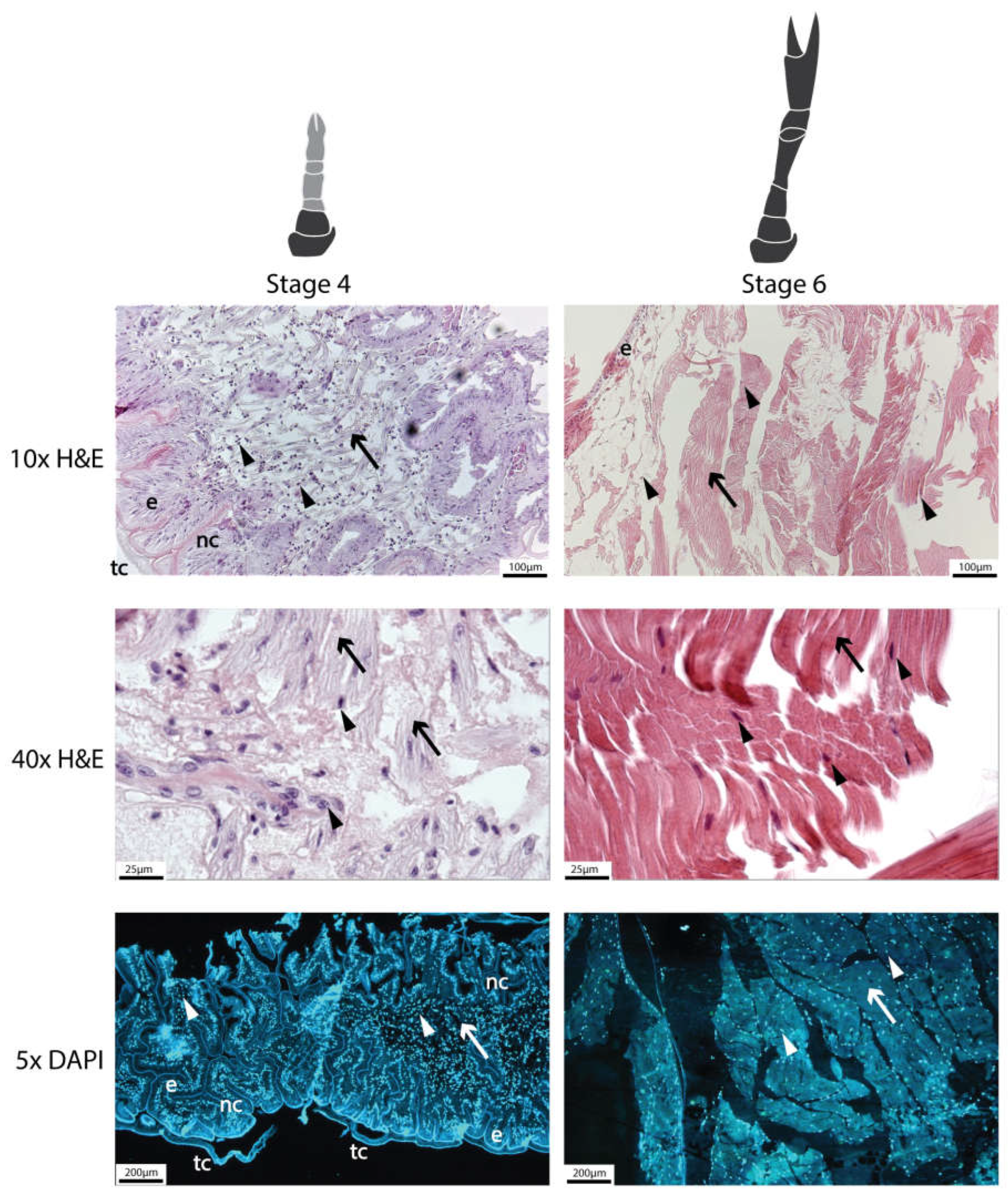 Preprints 110733 g011