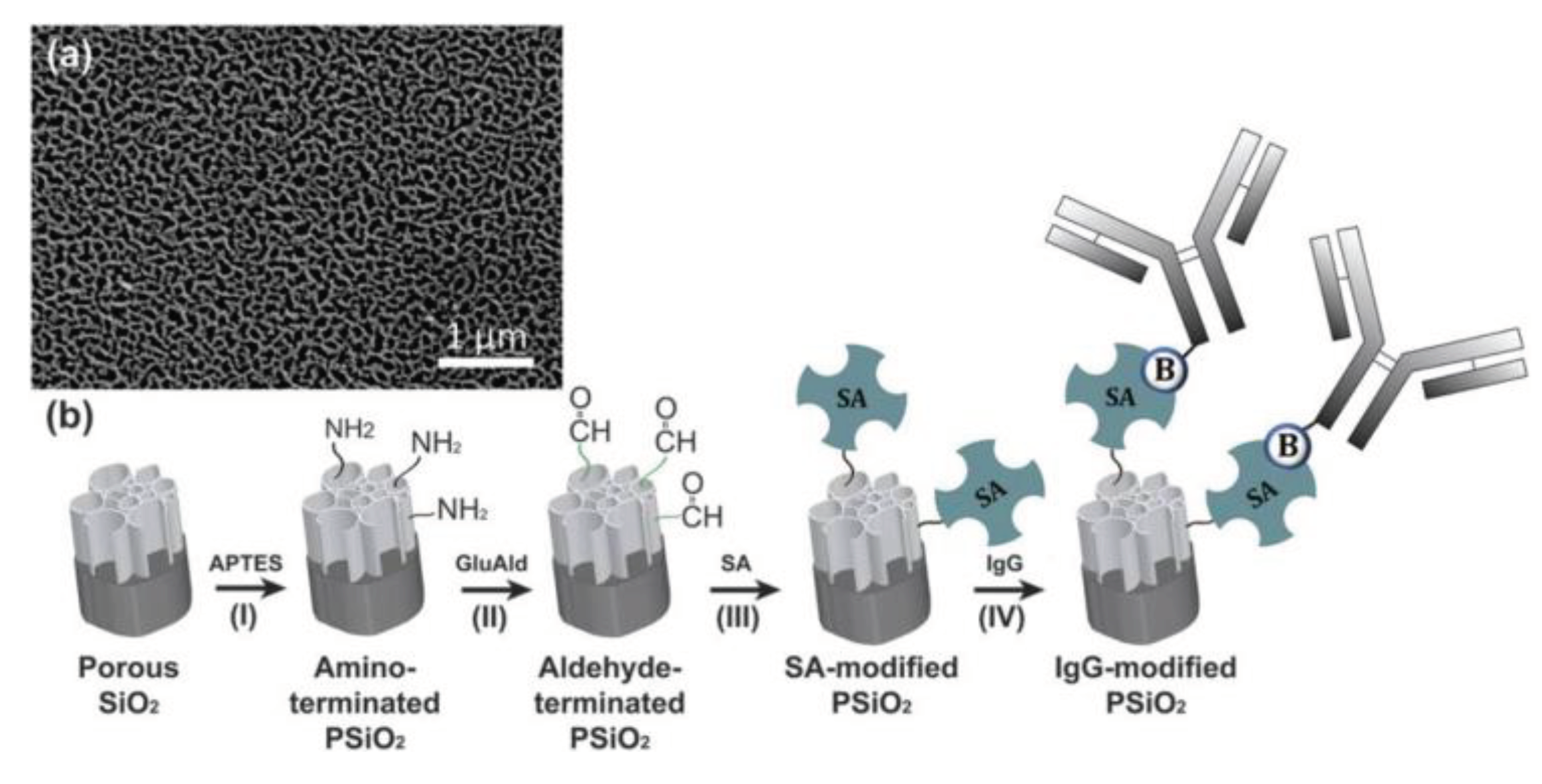 Preprints 77960 g011