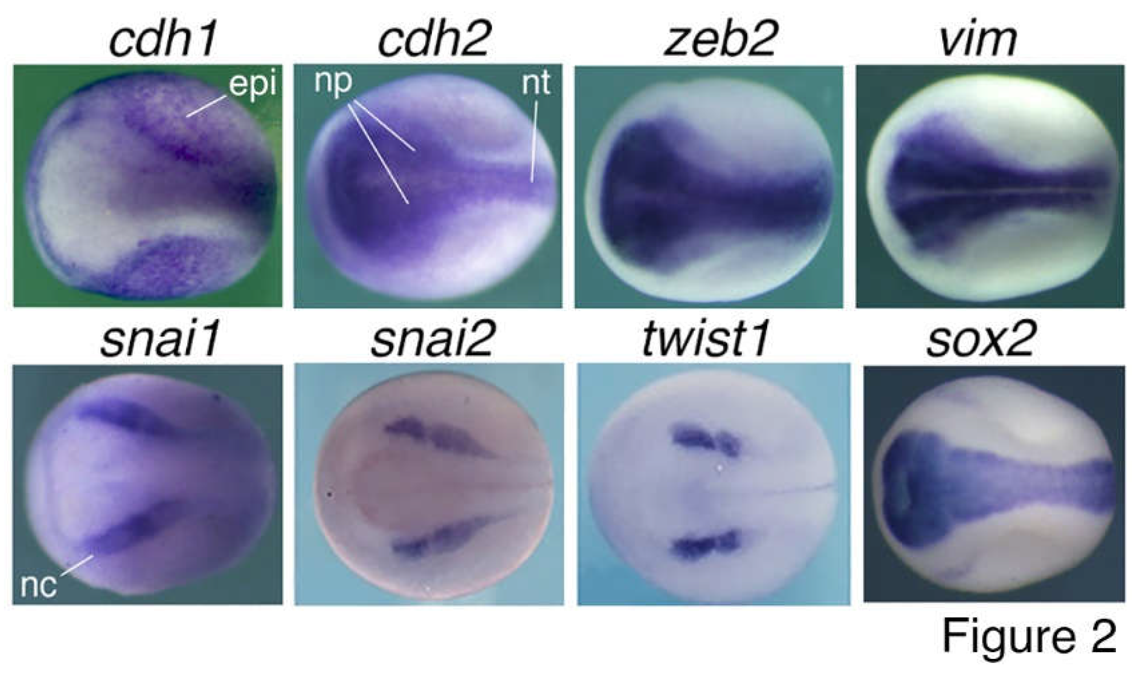 Preprints 69553 g002