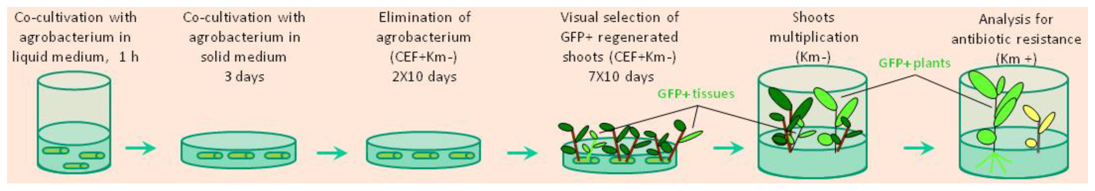 Preprints 92738 g001